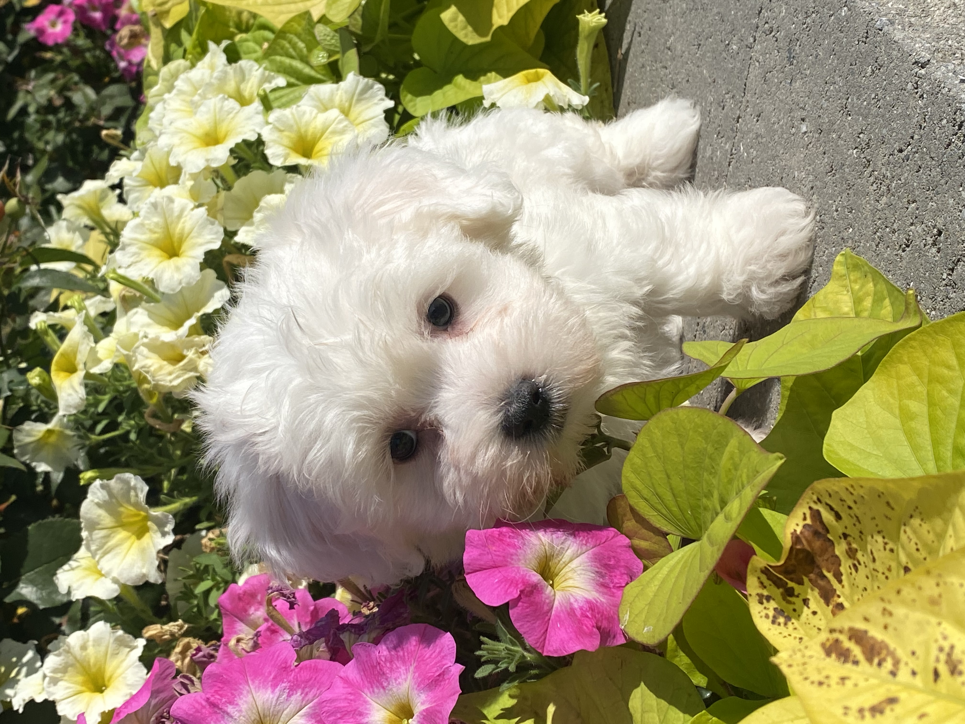puppy, for, sale, Coton de Tulear, Curtis  Martin, dog, breeder, Seneca Falls, NY, dog-breeder, puppy-for-sale, forsale, nearby, find, puppyfind, locator, puppylocator, aca