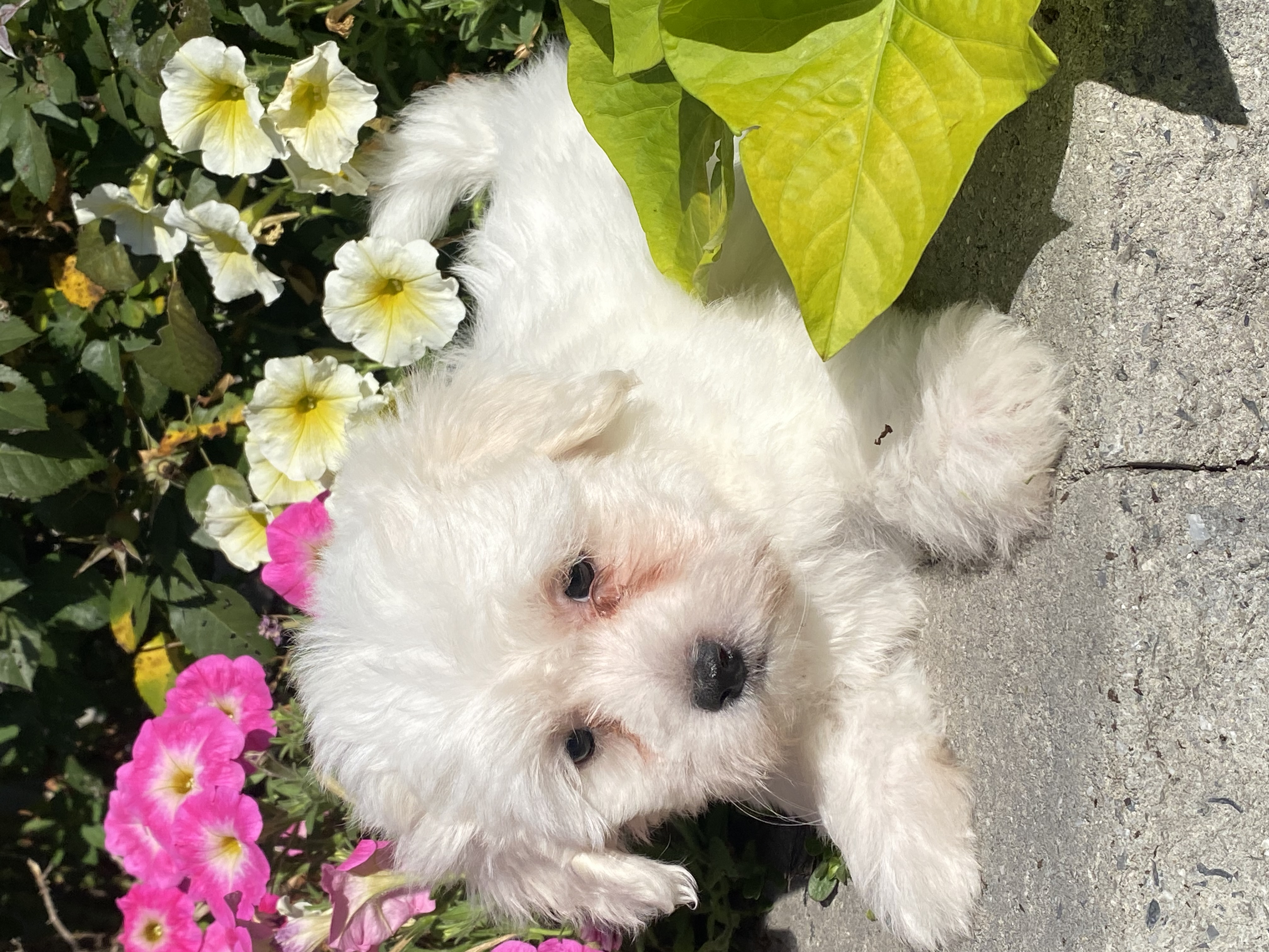 puppy, for, sale, Coton de Tulear, Curtis  Martin, dog, breeder, Seneca Falls, NY, dog-breeder, puppy-for-sale, forsale, nearby, find, puppyfind, locator, puppylocator, aca