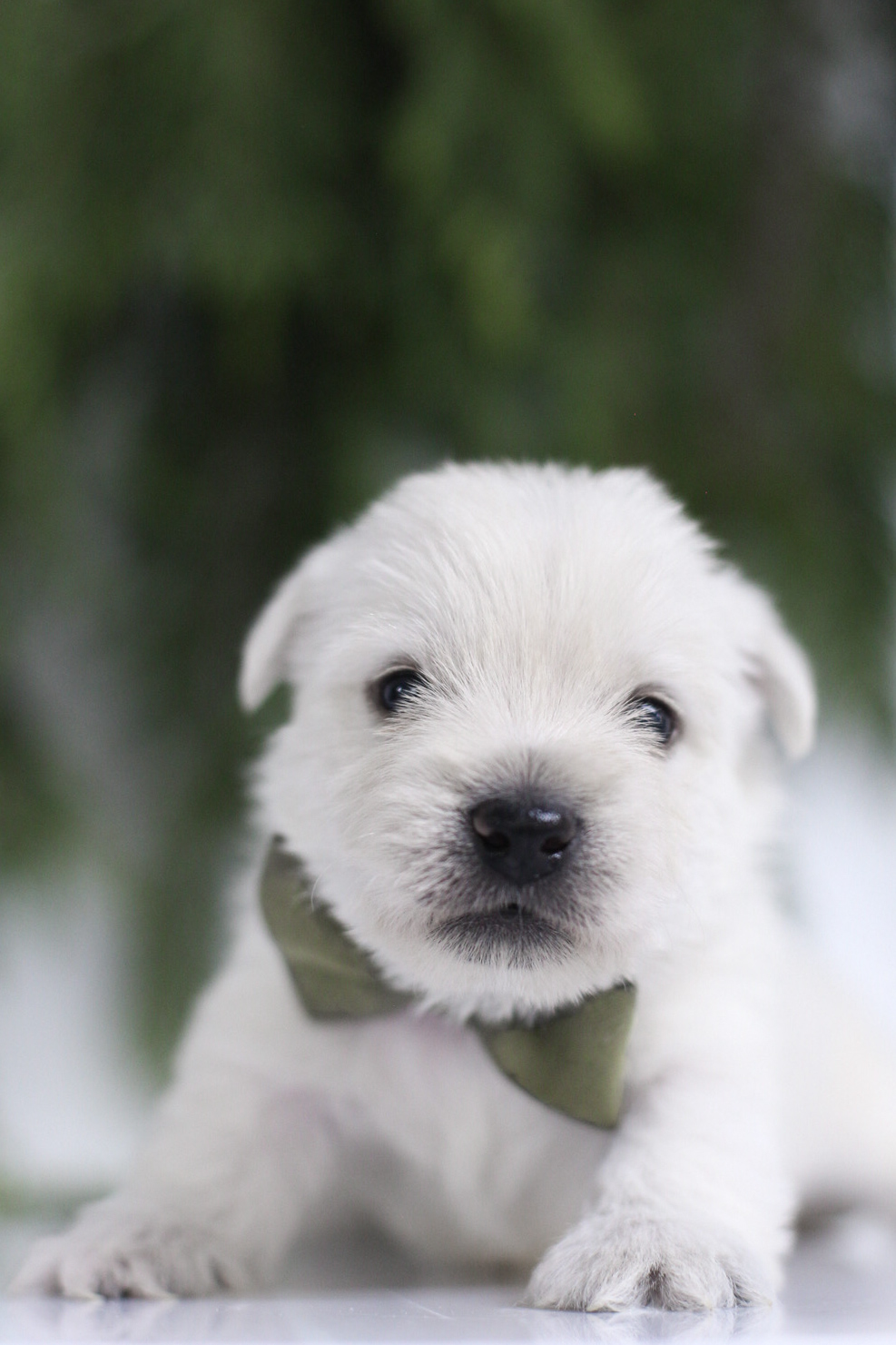 puppy, for, sale, West Highland White Terrier, Kerek & Marisa  Martin, dog, breeder, Mount Joy, PA, dog-breeder, puppy-for-sale, forsale, nearby, find, puppyfind, locator, puppylocator, aca