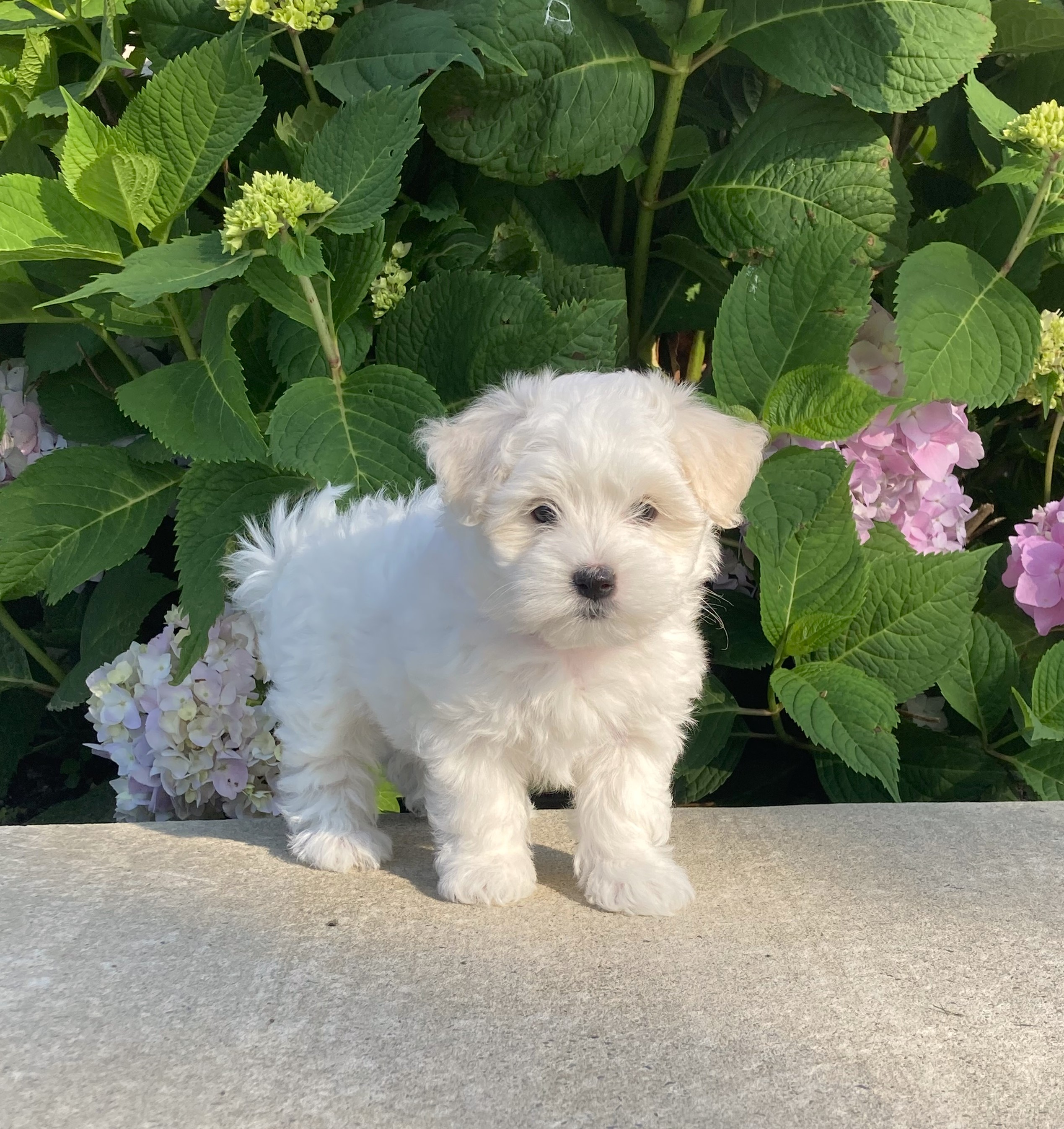 puppy, for, sale, Coton de Tulear,   Little Stream Estates LLC, dog, breeder, Lititz, PA, dog-breeder, puppy-for-sale, forsale, nearby, find, puppyfind, locator, puppylocator, aca