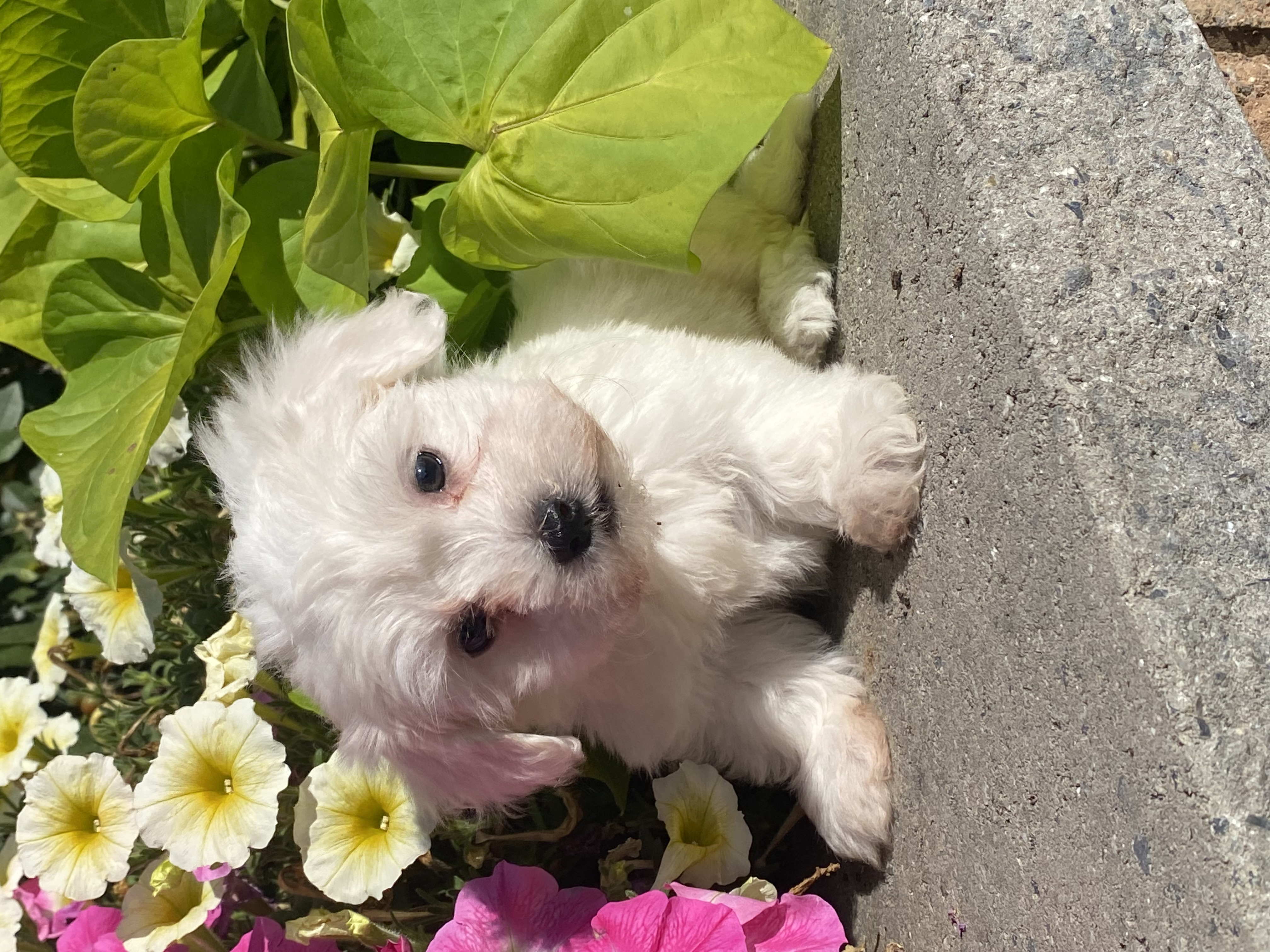 puppy, for, sale, Coton de Tulear, Curtis  Martin, dog, breeder, Seneca Falls, NY, dog-breeder, puppy-for-sale, forsale, nearby, find, puppyfind, locator, puppylocator, aca