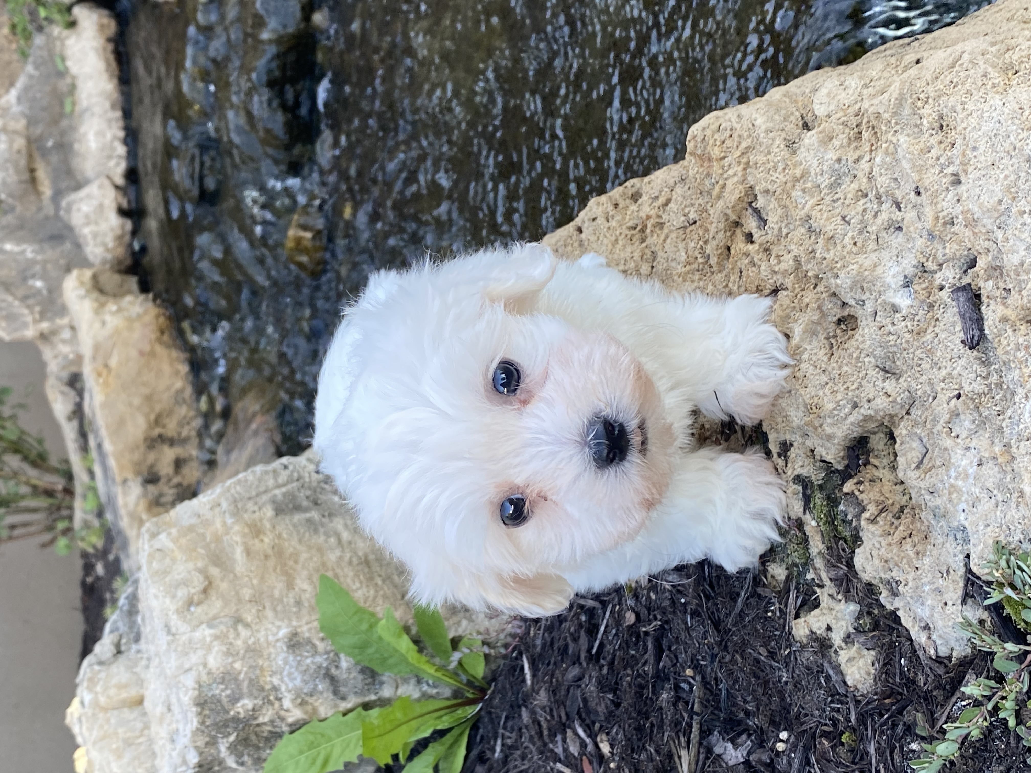 puppy, for, sale, Coton de Tulear, Curtis  Martin, dog, breeder, Seneca Falls, NY, dog-breeder, puppy-for-sale, forsale, nearby, find, puppyfind, locator, puppylocator, aca