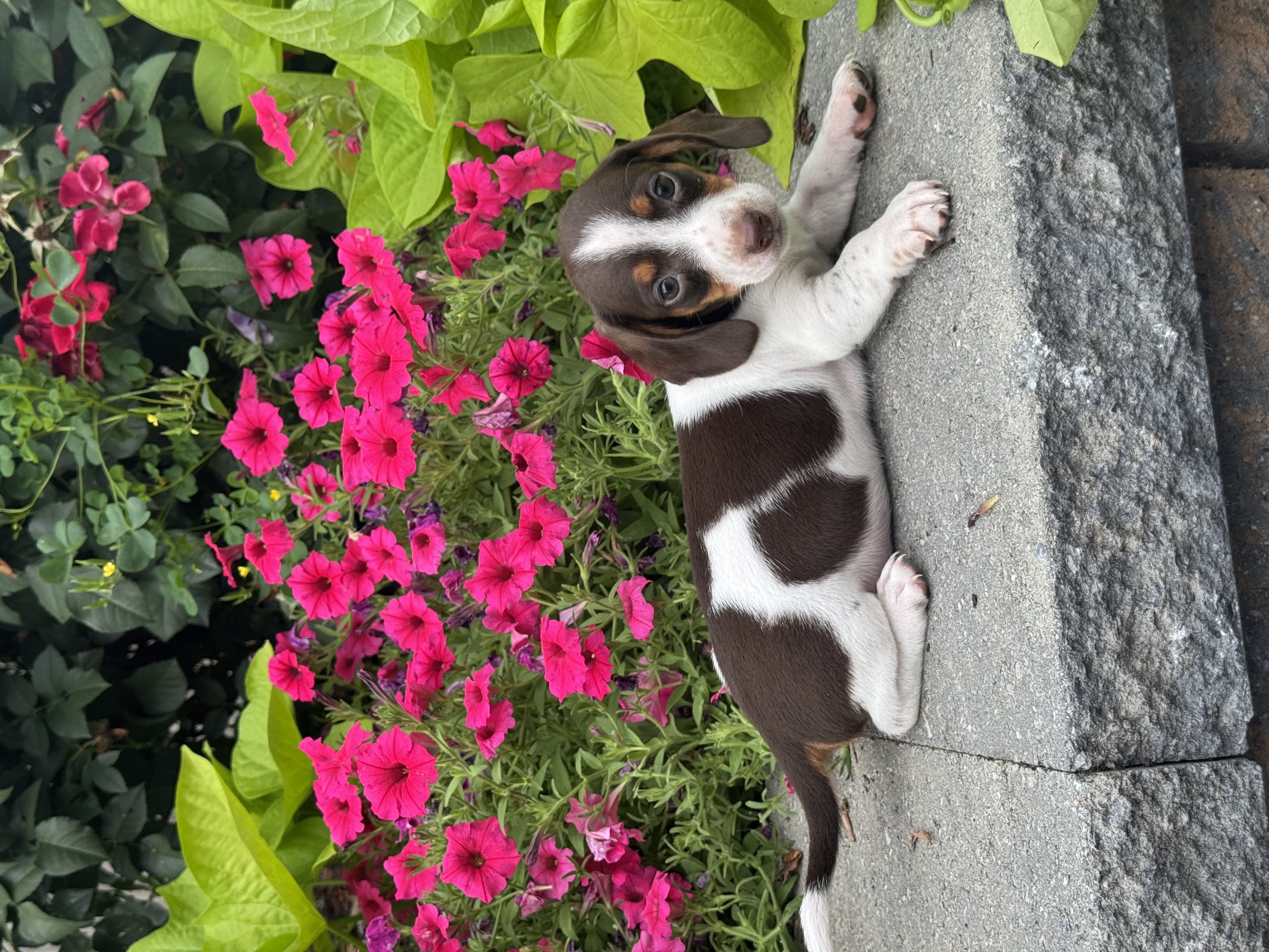 puppy, for, sale, Dachshund, Curtis  Martin, dog, breeder, Seneca Falls, NY, dog-breeder, puppy-for-sale, forsale, nearby, find, puppyfind, locator, puppylocator, aca