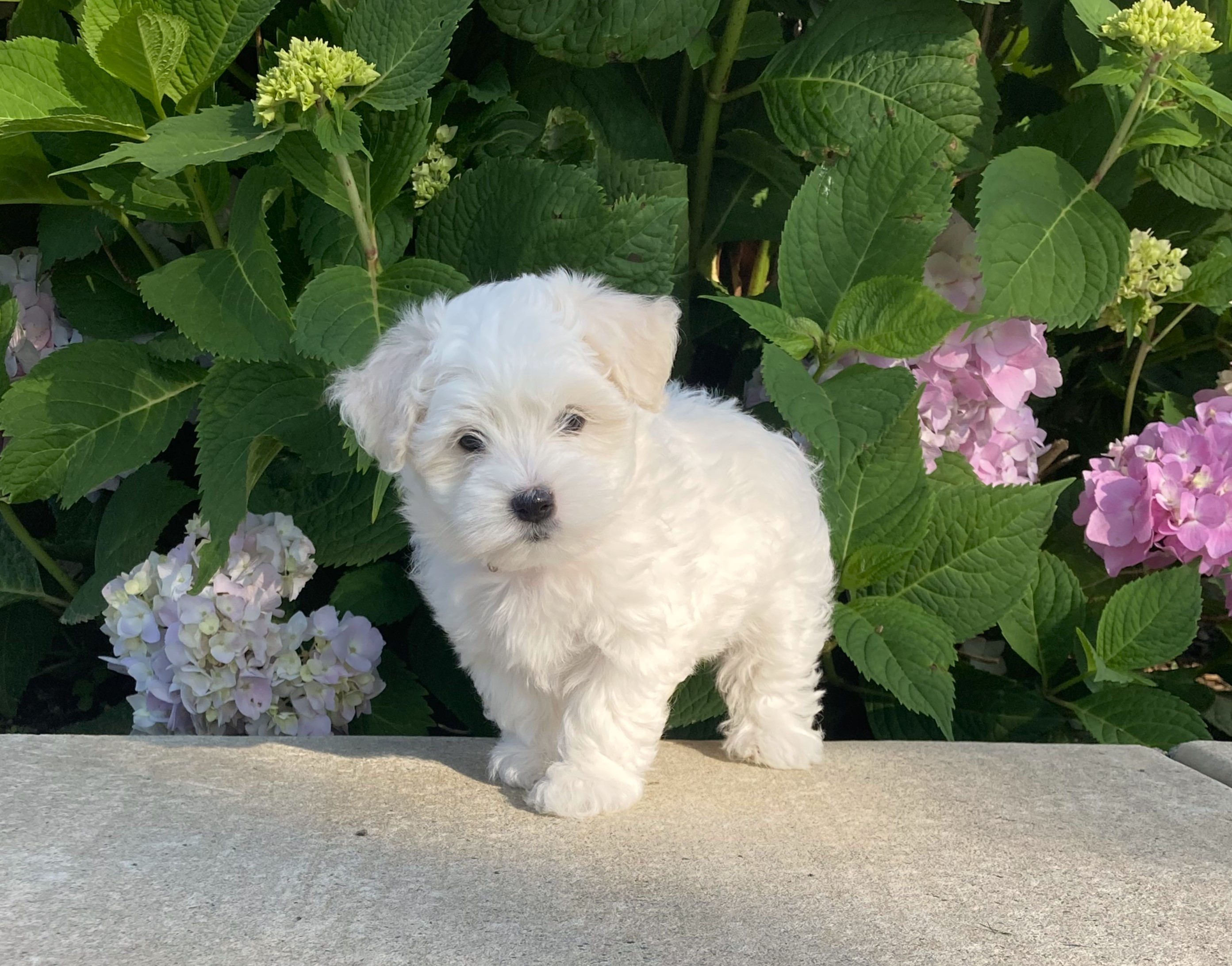 puppy, for, sale, Coton de Tulear,   Little Stream Estates LLC, dog, breeder, Lititz, PA, dog-breeder, puppy-for-sale, forsale, nearby, find, puppyfind, locator, puppylocator, aca