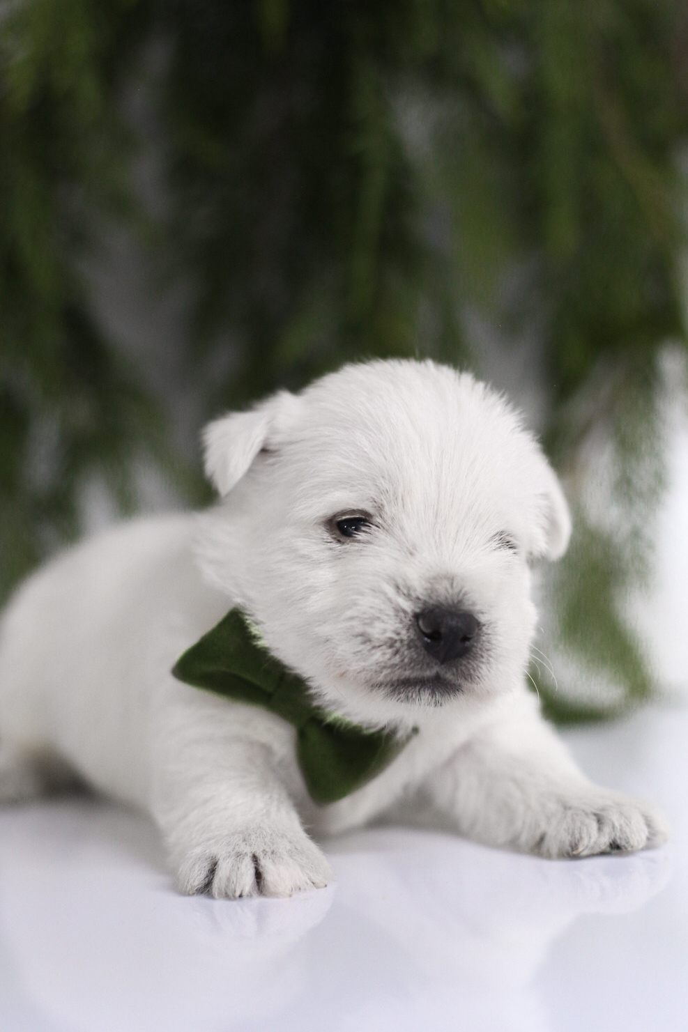 puppy, for, sale, West Highland White Terrier, Kerek & Marisa  Martin, dog, breeder, Mount Joy, PA, dog-breeder, puppy-for-sale, forsale, nearby, find, puppyfind, locator, puppylocator, aca