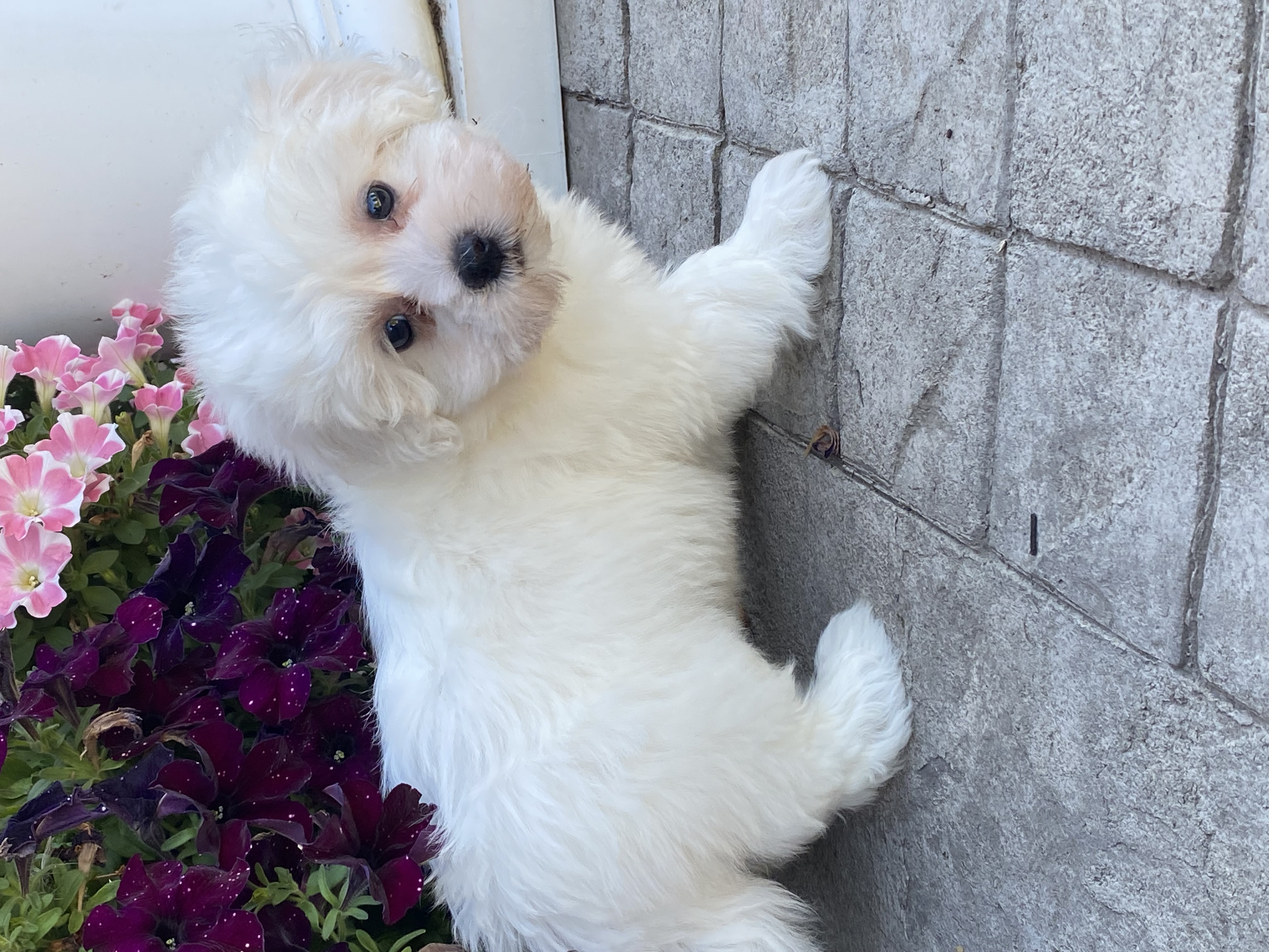 puppy, for, sale, Coton de Tulear, Curtis  Martin, dog, breeder, Seneca Falls, NY, dog-breeder, puppy-for-sale, forsale, nearby, find, puppyfind, locator, puppylocator, aca