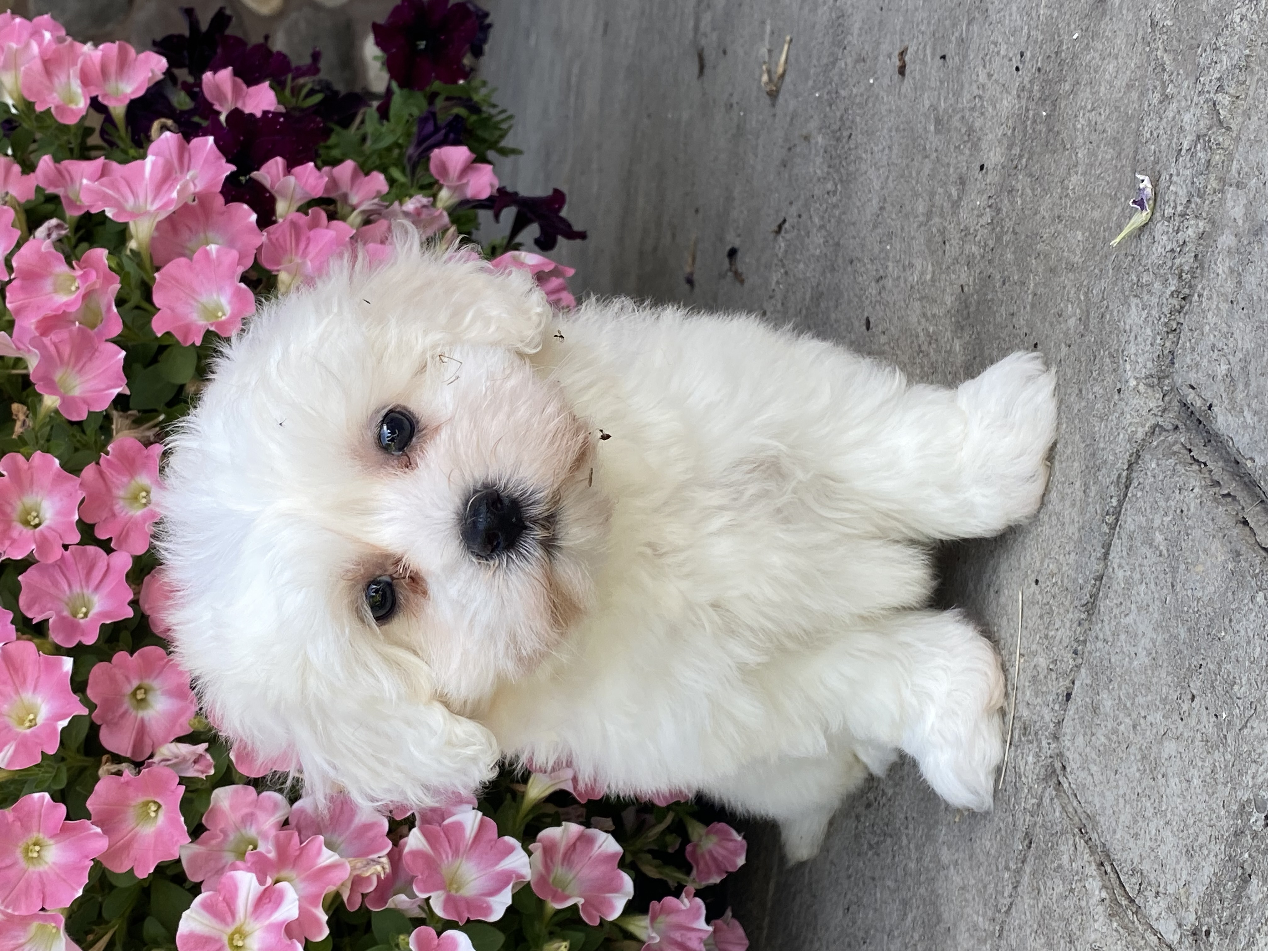 puppy, for, sale, Coton de Tulear, Curtis  Martin, dog, breeder, Seneca Falls, NY, dog-breeder, puppy-for-sale, forsale, nearby, find, puppyfind, locator, puppylocator, aca