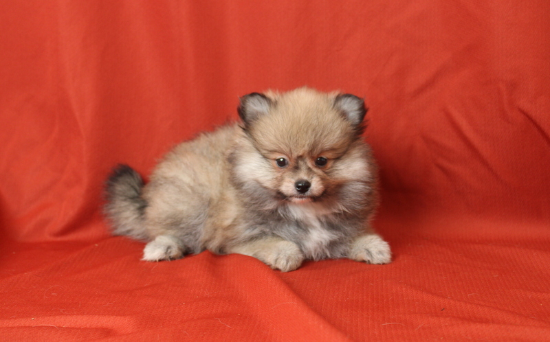 puppy, for, sale, Pomeranian, Matthew B. Stoltzfus, dog, breeder, Gap, PA, dog-breeder, puppy-for-sale, forsale, nearby, find, puppyfind, locator, puppylocator, aca
