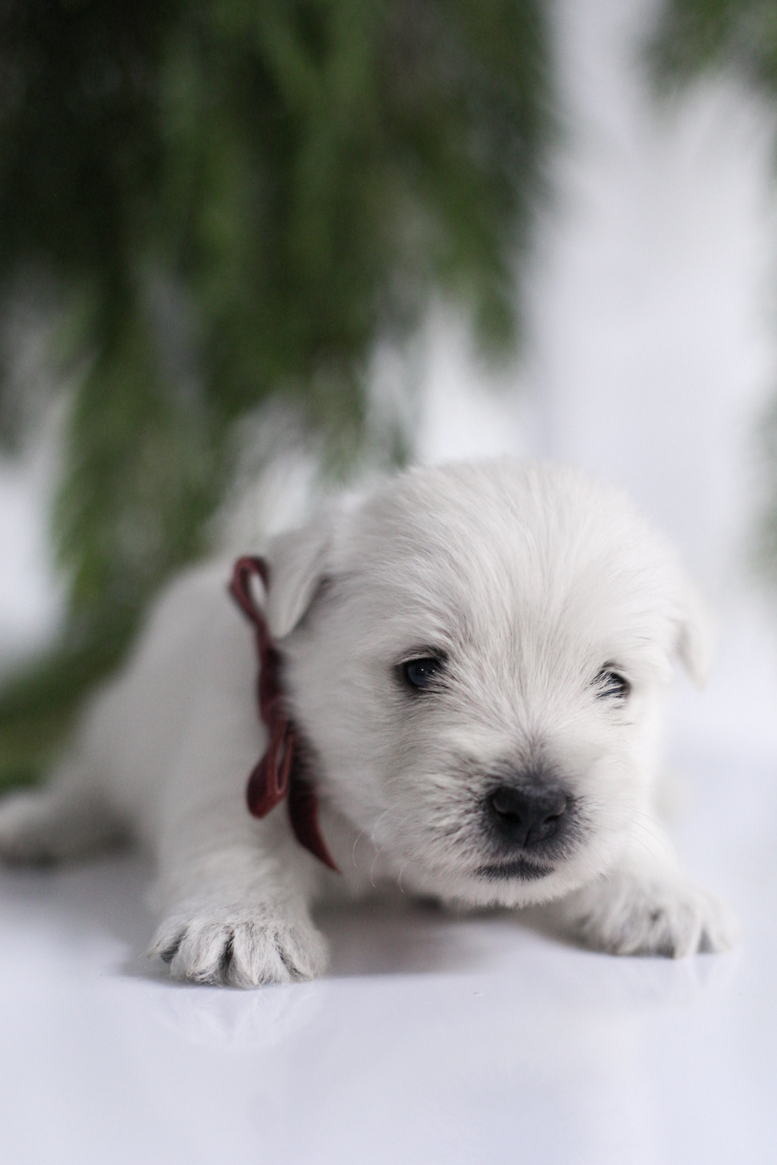 puppy, for, sale, West Highland White Terrier, Kerek & Marisa  Martin, dog, breeder, Mount Joy, PA, dog-breeder, puppy-for-sale, forsale, nearby, find, puppyfind, locator, puppylocator, aca
