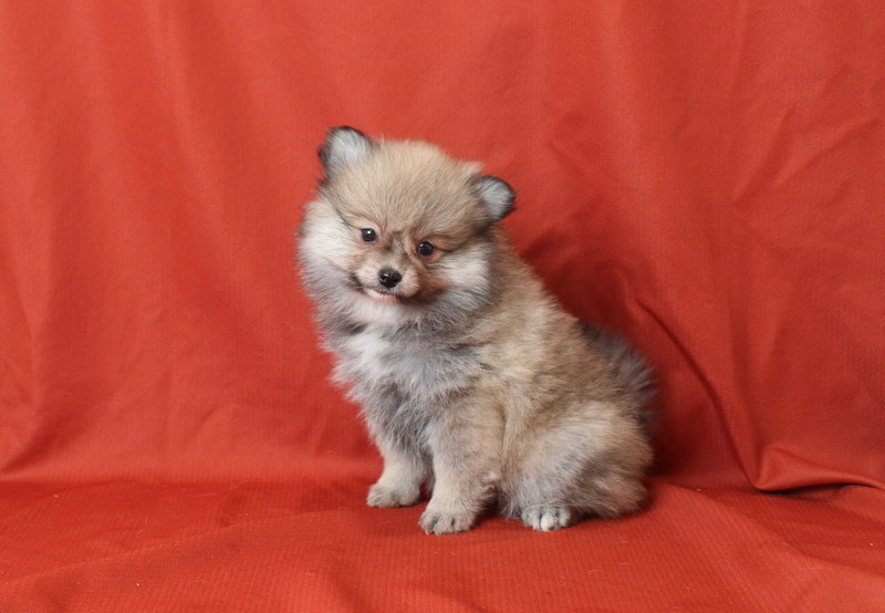 puppy, for, sale, Pomeranian, Matthew B. Stoltzfus, dog, breeder, Gap, PA, dog-breeder, puppy-for-sale, forsale, nearby, find, puppyfind, locator, puppylocator, aca
