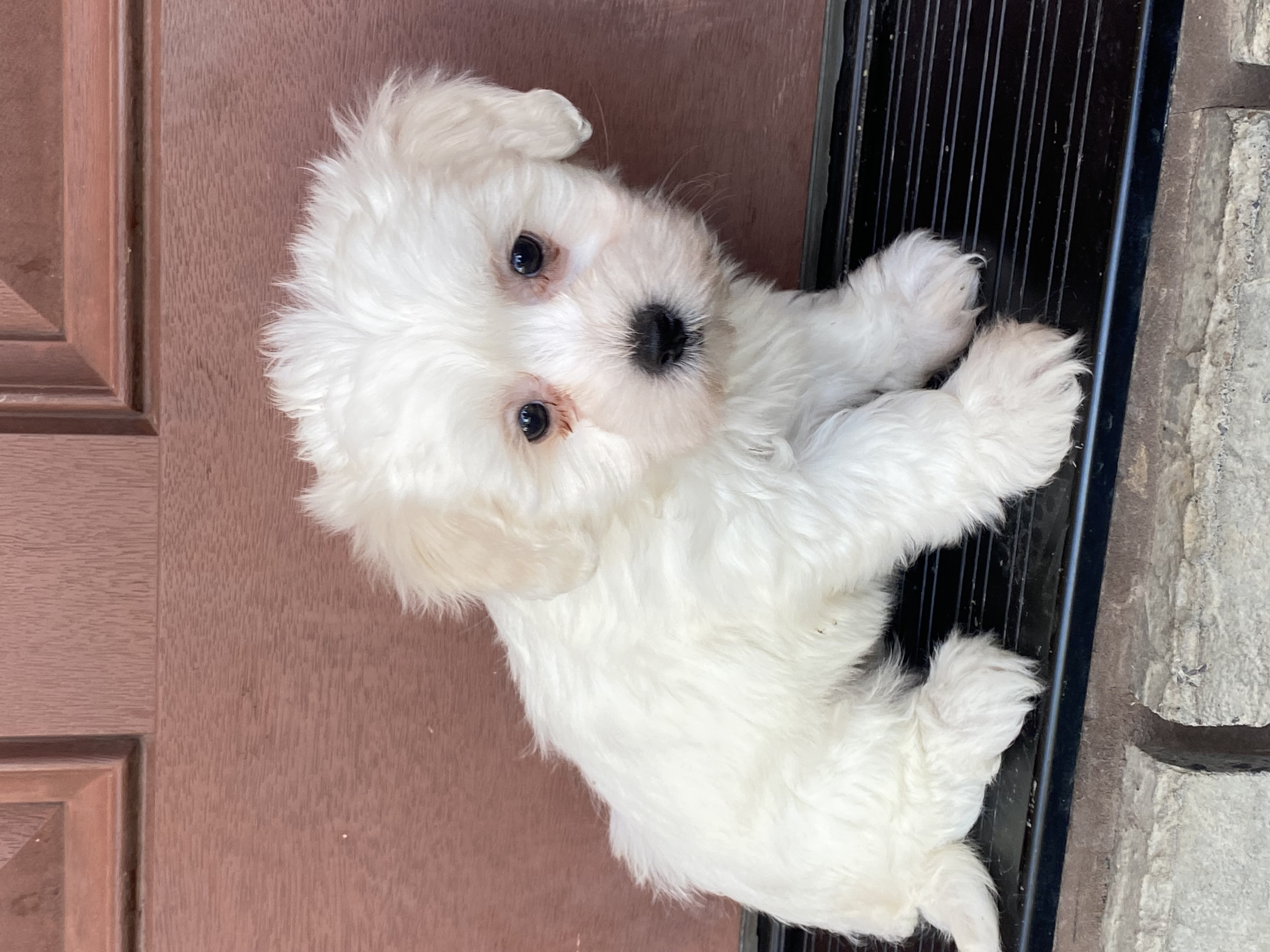 puppy, for, sale, Coton de Tulear, Curtis  Martin, dog, breeder, Seneca Falls, NY, dog-breeder, puppy-for-sale, forsale, nearby, find, puppyfind, locator, puppylocator, aca
