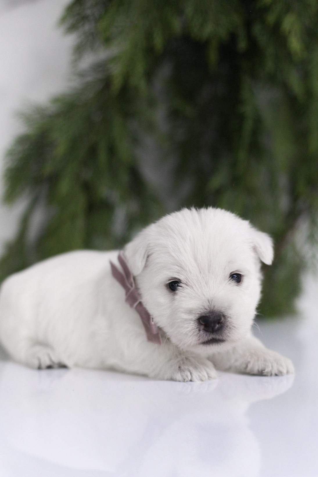 puppy, for, sale, West Highland White Terrier, Kerek & Marisa  Martin, dog, breeder, Mount Joy, PA, dog-breeder, puppy-for-sale, forsale, nearby, find, puppyfind, locator, puppylocator, aca