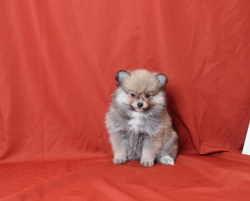 puppy, for, sale, Pomeranian, Matthew B. Stoltzfus, dog, breeder, Gap, PA, dog-breeder, puppy-for-sale, forsale, nearby, find, puppyfind, locator, puppylocator, aca