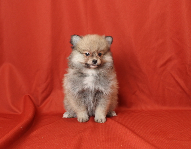 puppy, for, sale, Pomeranian, Matthew B. Stoltzfus, dog, breeder, Gap, PA, dog-breeder, puppy-for-sale, forsale, nearby, find, puppyfind, locator, puppylocator, aca