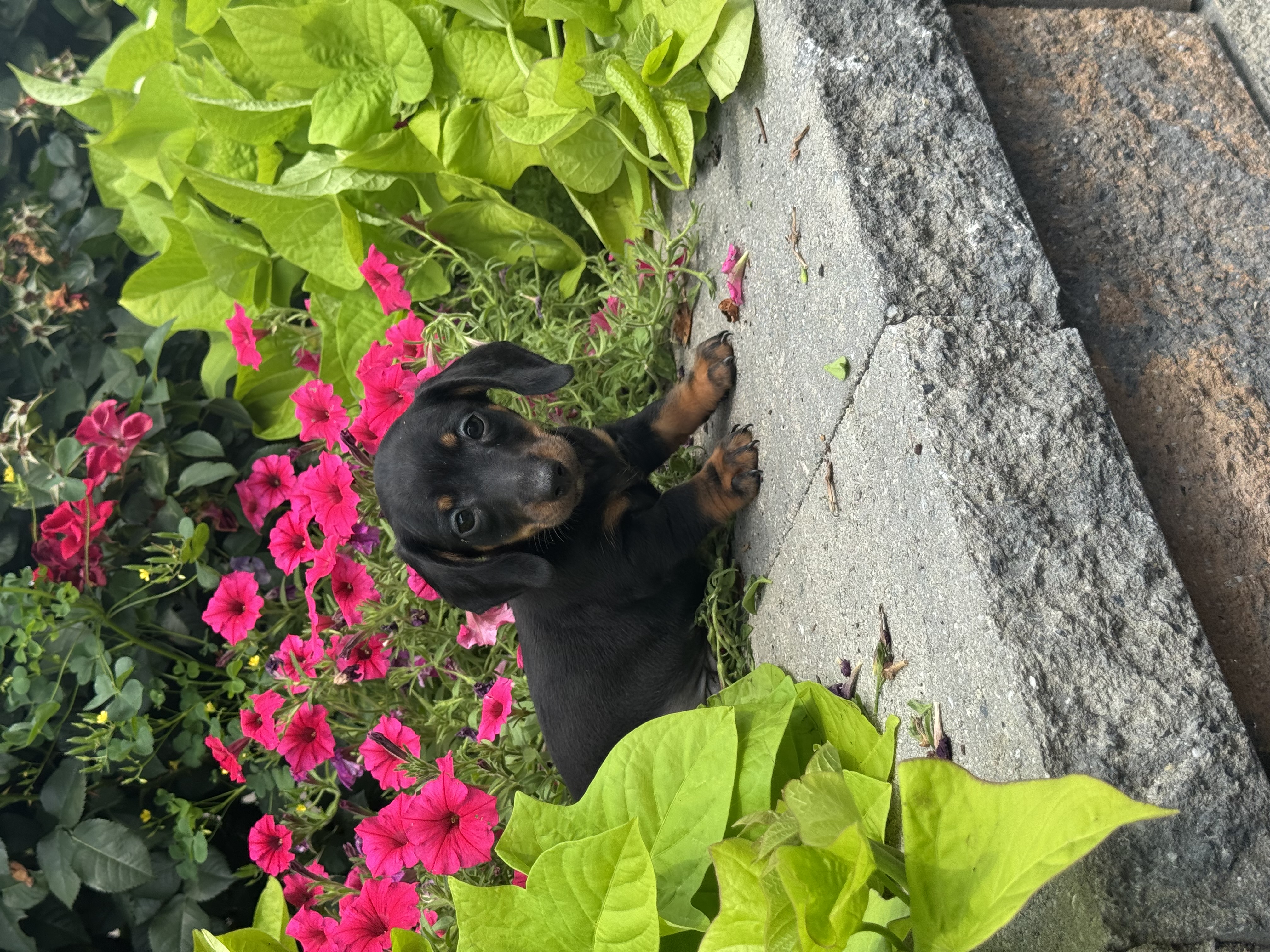 puppy, for, sale, Dachshund, Curtis  Martin, dog, breeder, Seneca Falls, NY, dog-breeder, puppy-for-sale, forsale, nearby, find, puppyfind, locator, puppylocator, aca