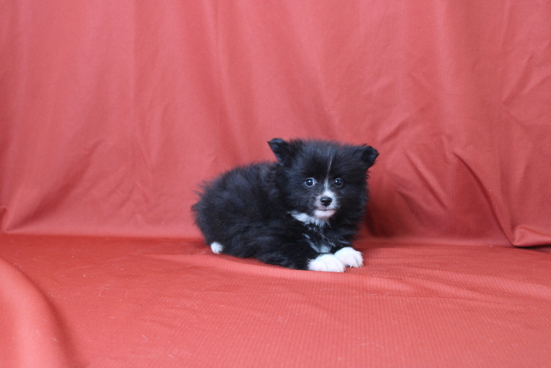 puppy, for, sale, Pomeranian, Matthew B. Stoltzfus, dog, breeder, Gap, PA, dog-breeder, puppy-for-sale, forsale, nearby, find, puppyfind, locator, puppylocator, aca