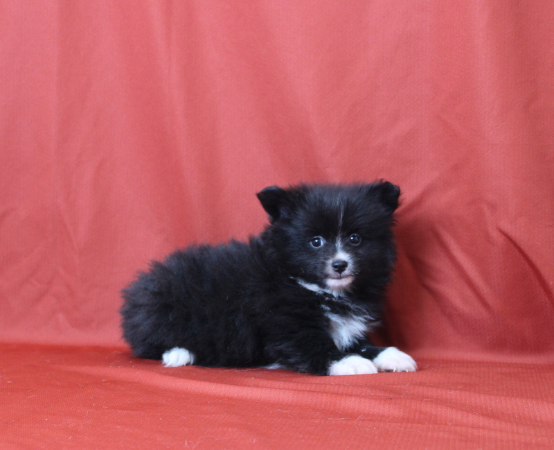 puppy, for, sale, Pomeranian, Matthew B. Stoltzfus, dog, breeder, Gap, PA, dog-breeder, puppy-for-sale, forsale, nearby, find, puppyfind, locator, puppylocator, aca