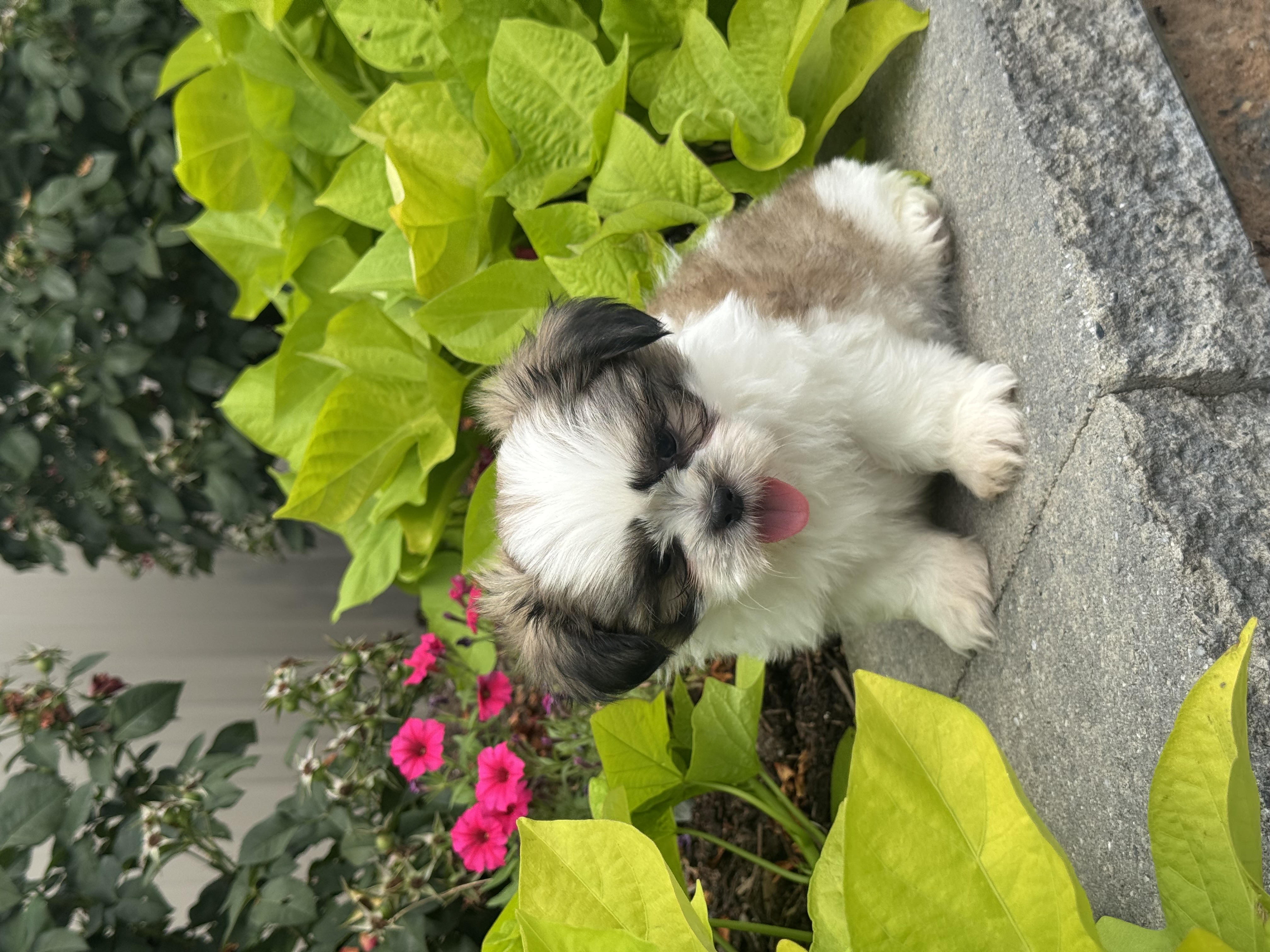 puppy, for, sale, Shih Tzu, Curtis  Martin, dog, breeder, Seneca Falls, NY, dog-breeder, puppy-for-sale, forsale, nearby, find, puppyfind, locator, puppylocator, aca