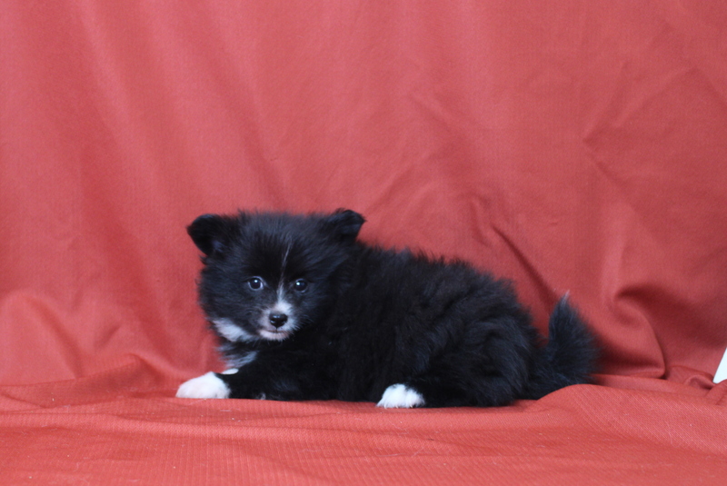 puppy, for, sale, Pomeranian, Matthew B. Stoltzfus, dog, breeder, Gap, PA, dog-breeder, puppy-for-sale, forsale, nearby, find, puppyfind, locator, puppylocator, aca