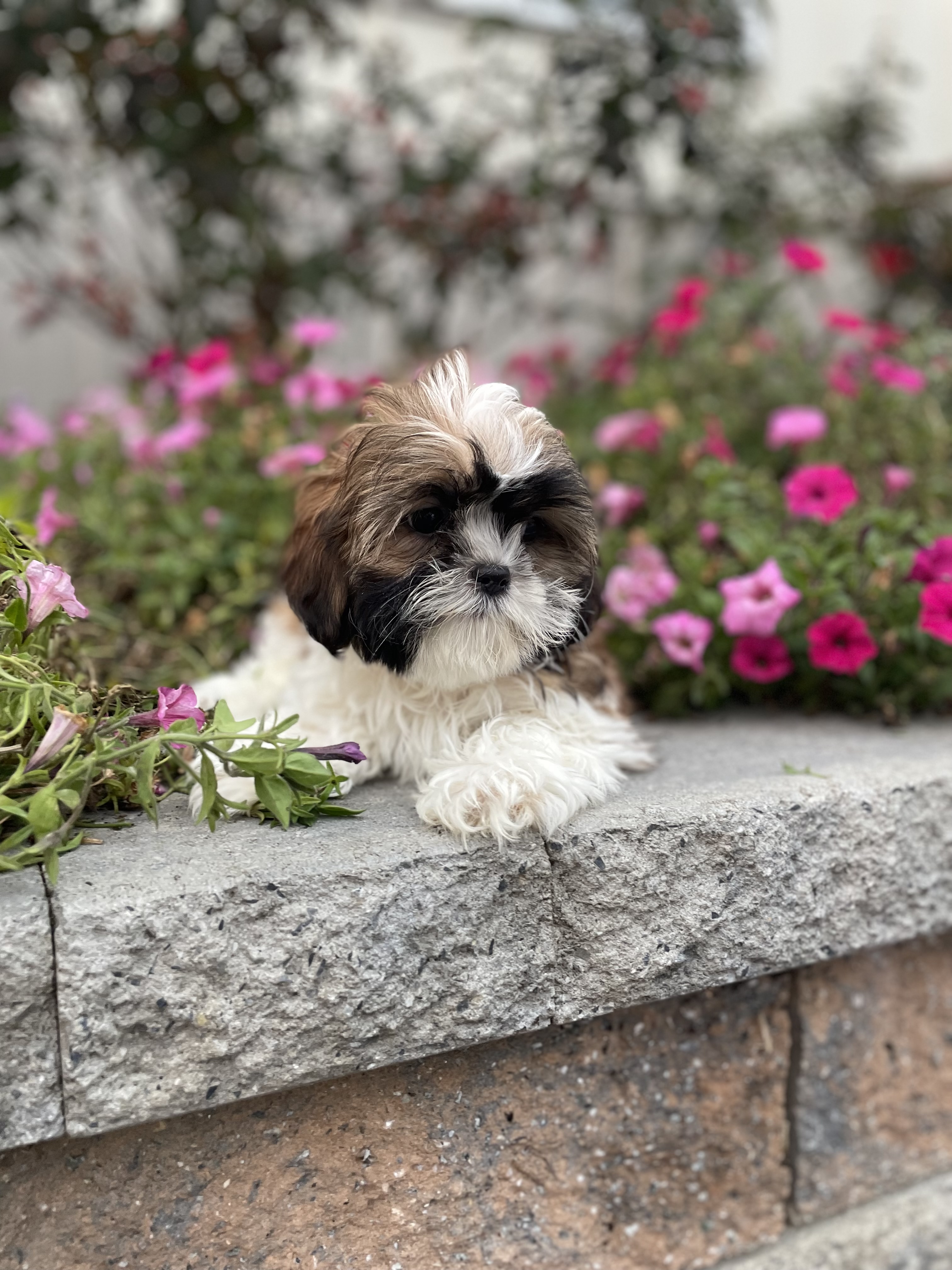 puppy, for, sale, Italian Greyhound, Kimberly  Dildine, dog, breeder, Willow Springs, MO, dog-breeder, puppy-for-sale, forsale, nearby, find, puppyfind, locator, puppylocator, aca