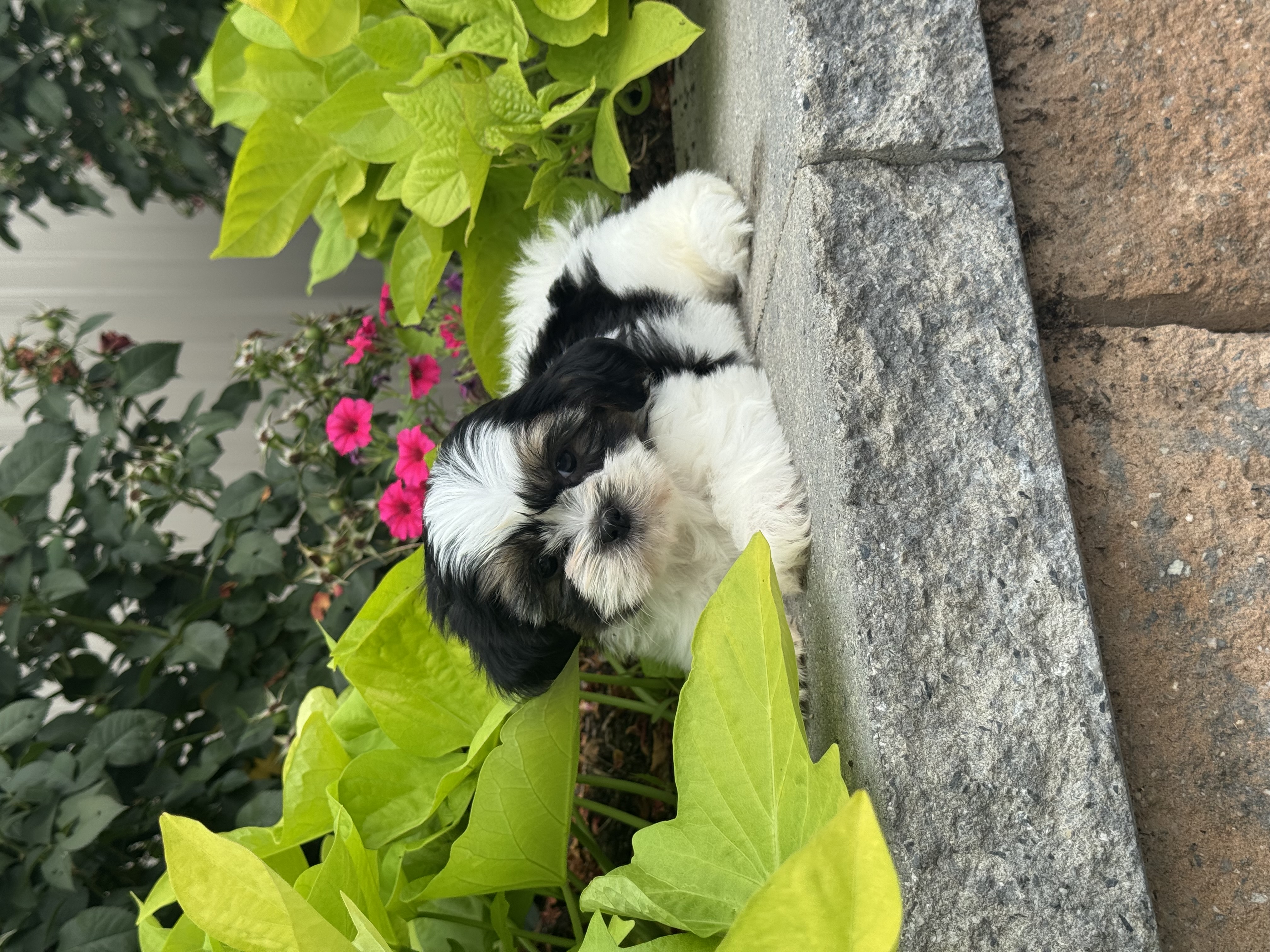 puppy, for, sale, Shih Tzu, Curtis  Martin, dog, breeder, Seneca Falls, NY, dog-breeder, puppy-for-sale, forsale, nearby, find, puppyfind, locator, puppylocator, aca