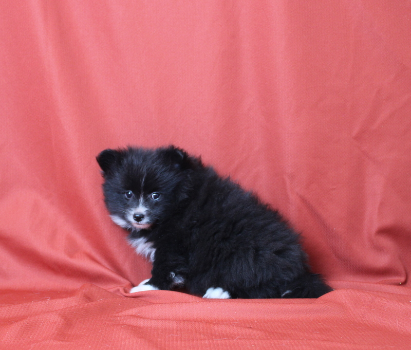 puppy, for, sale, Pomeranian, Matthew B. Stoltzfus, dog, breeder, Gap, PA, dog-breeder, puppy-for-sale, forsale, nearby, find, puppyfind, locator, puppylocator, aca