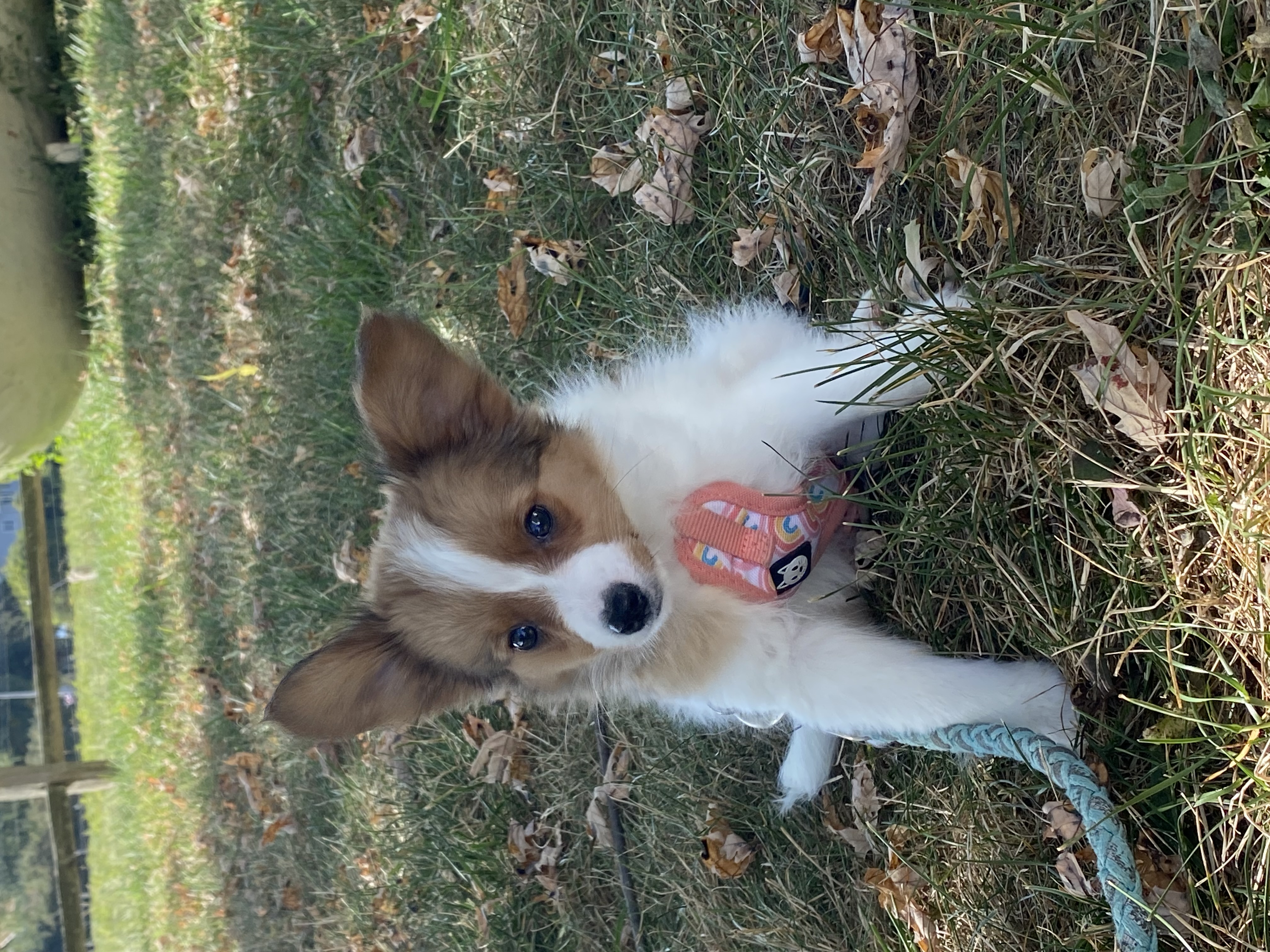 puppy, for, sale, Papillon, Curtis  Martin, dog, breeder, Seneca Falls, NY, dog-breeder, puppy-for-sale, forsale, nearby, find, puppyfind, locator, puppylocator, aca