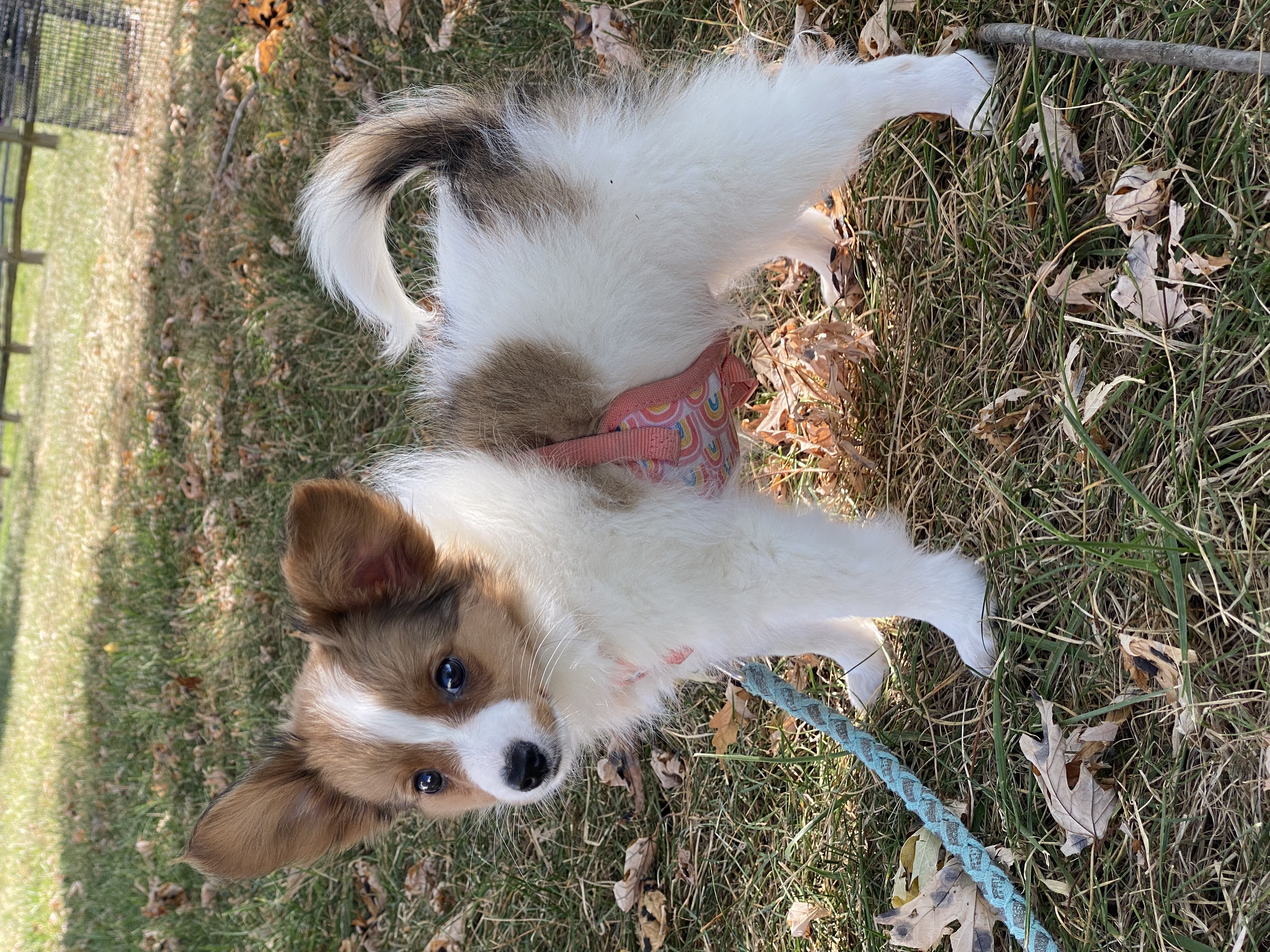 puppy, for, sale, Papillon, Curtis  Martin, dog, breeder, Seneca Falls, NY, dog-breeder, puppy-for-sale, forsale, nearby, find, puppyfind, locator, puppylocator, aca