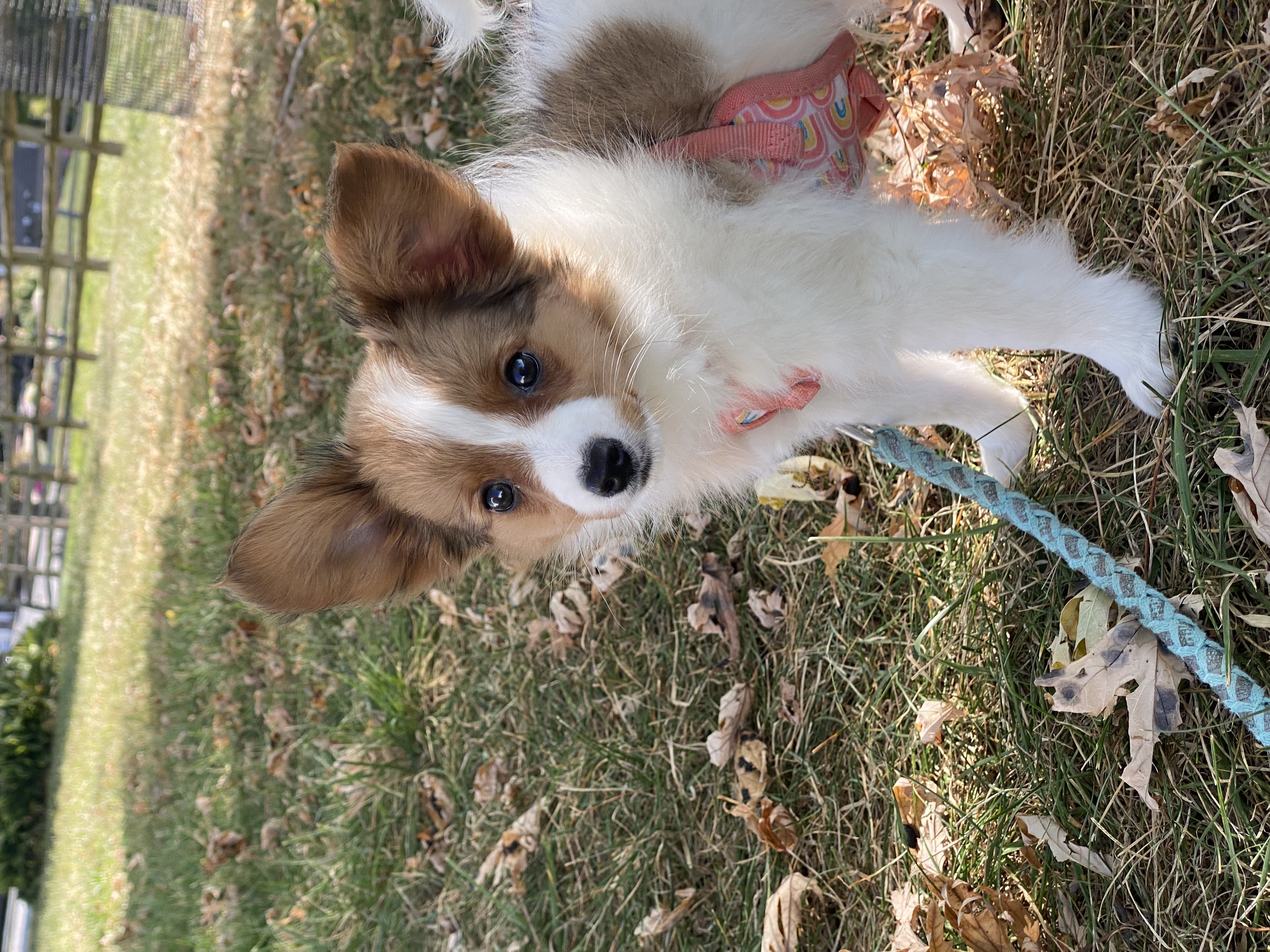puppy, for, sale, Papillon, Curtis  Martin, dog, breeder, Seneca Falls, NY, dog-breeder, puppy-for-sale, forsale, nearby, find, puppyfind, locator, puppylocator, aca
