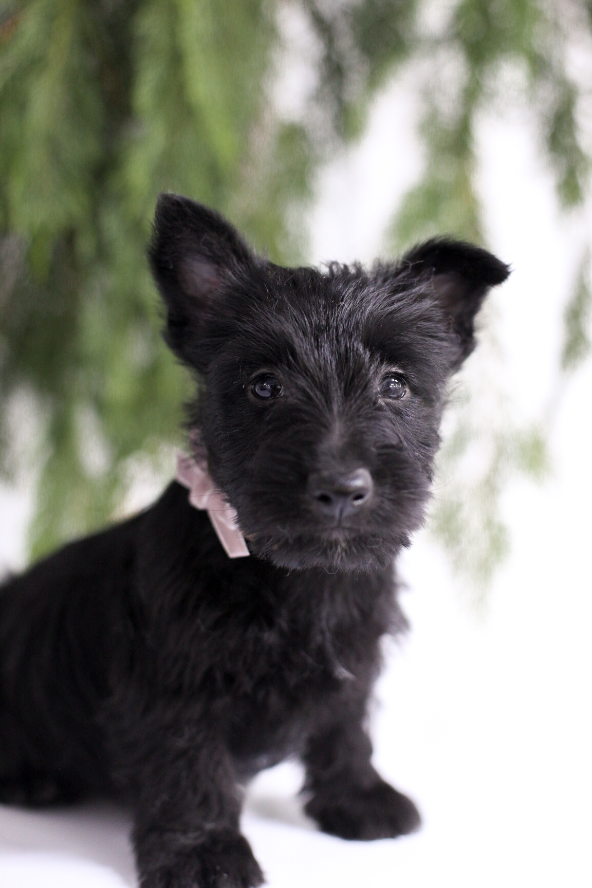 puppy, for, sale, Scottish Terrier, Kerek & Marisa  Martin, dog, breeder, Mount Joy, PA, dog-breeder, puppy-for-sale, forsale, nearby, find, puppyfind, locator, puppylocator, aca