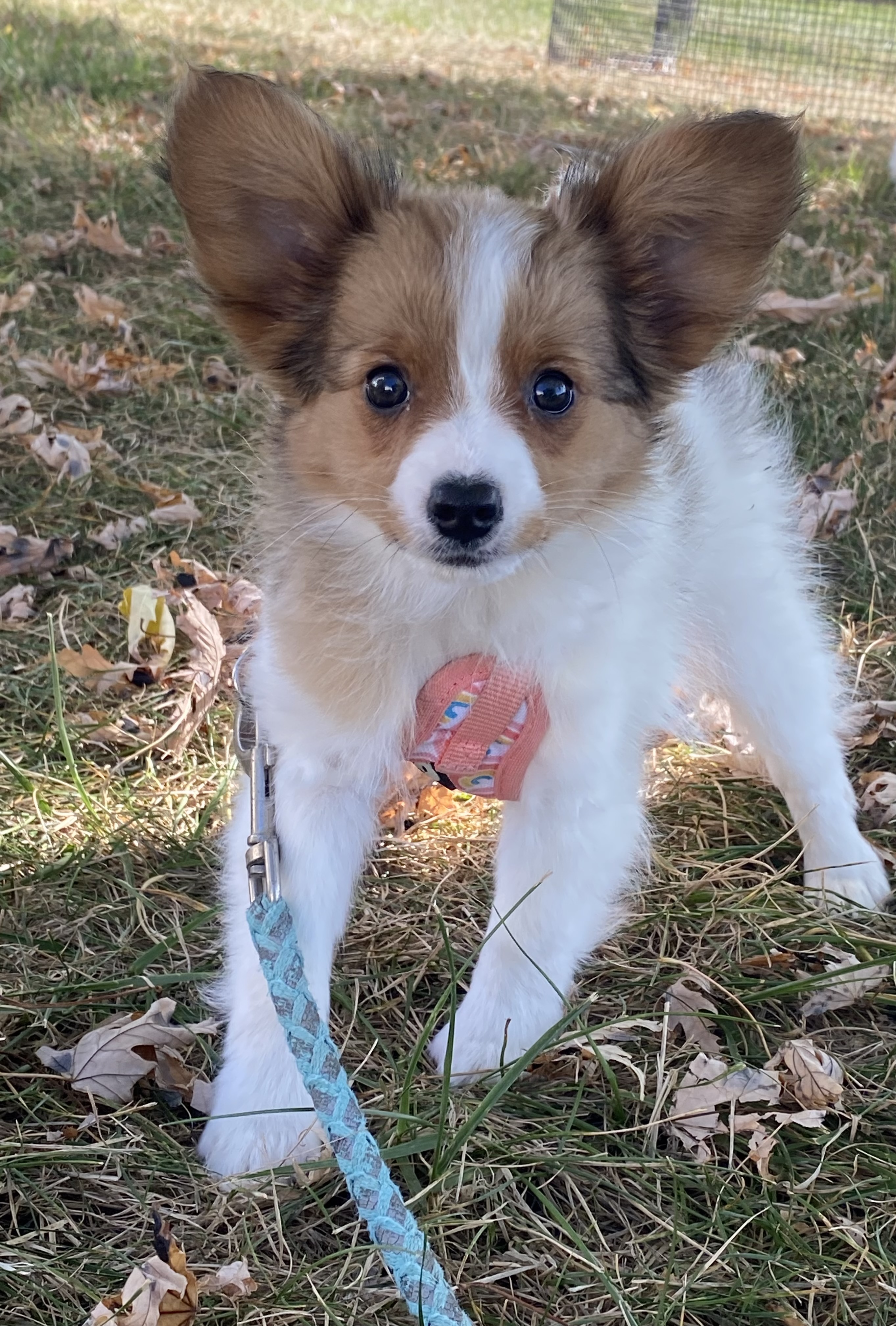 puppy, for, sale, Papillon, Curtis  Martin, dog, breeder, Seneca Falls, NY, dog-breeder, puppy-for-sale, forsale, nearby, find, puppyfind, locator, puppylocator, aca