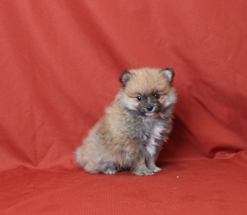 puppy, for, sale, Pomeranian, Matthew B. Stoltzfus, dog, breeder, Gap, PA, dog-breeder, puppy-for-sale, forsale, nearby, find, puppyfind, locator, puppylocator, aca