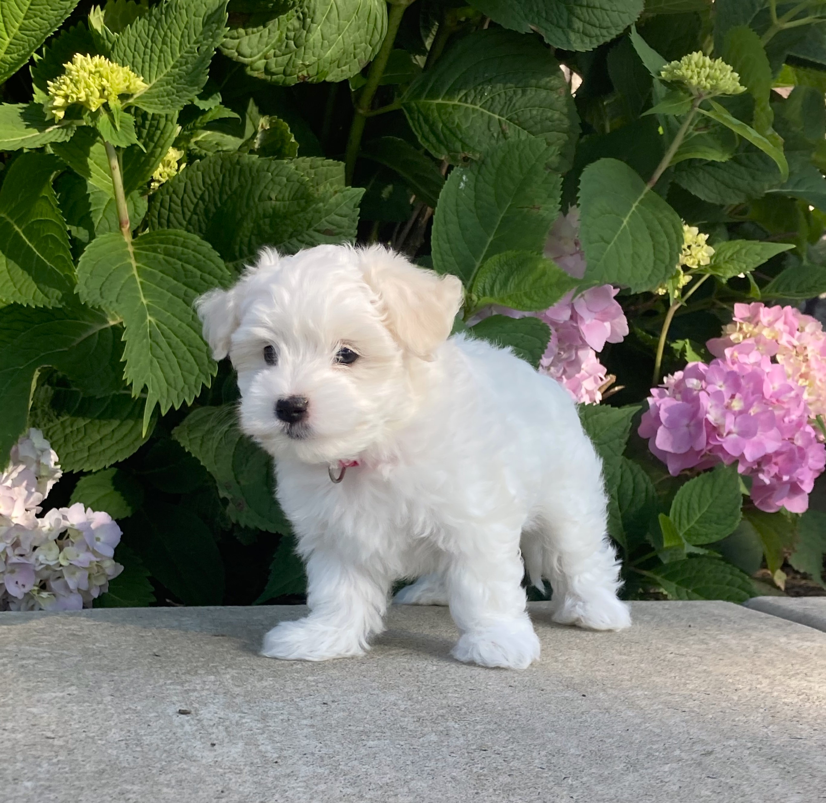 puppy, for, sale, Coton de Tulear,   Little Stream Estates LLC, dog, breeder, Lititz, PA, dog-breeder, puppy-for-sale, forsale, nearby, find, puppyfind, locator, puppylocator, aca