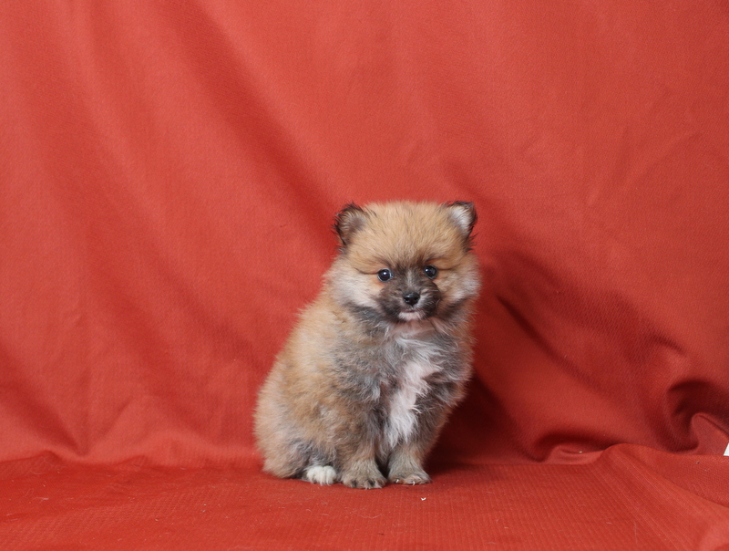 puppy, for, sale, Pomeranian, Matthew B. Stoltzfus, dog, breeder, Gap, PA, dog-breeder, puppy-for-sale, forsale, nearby, find, puppyfind, locator, puppylocator, aca