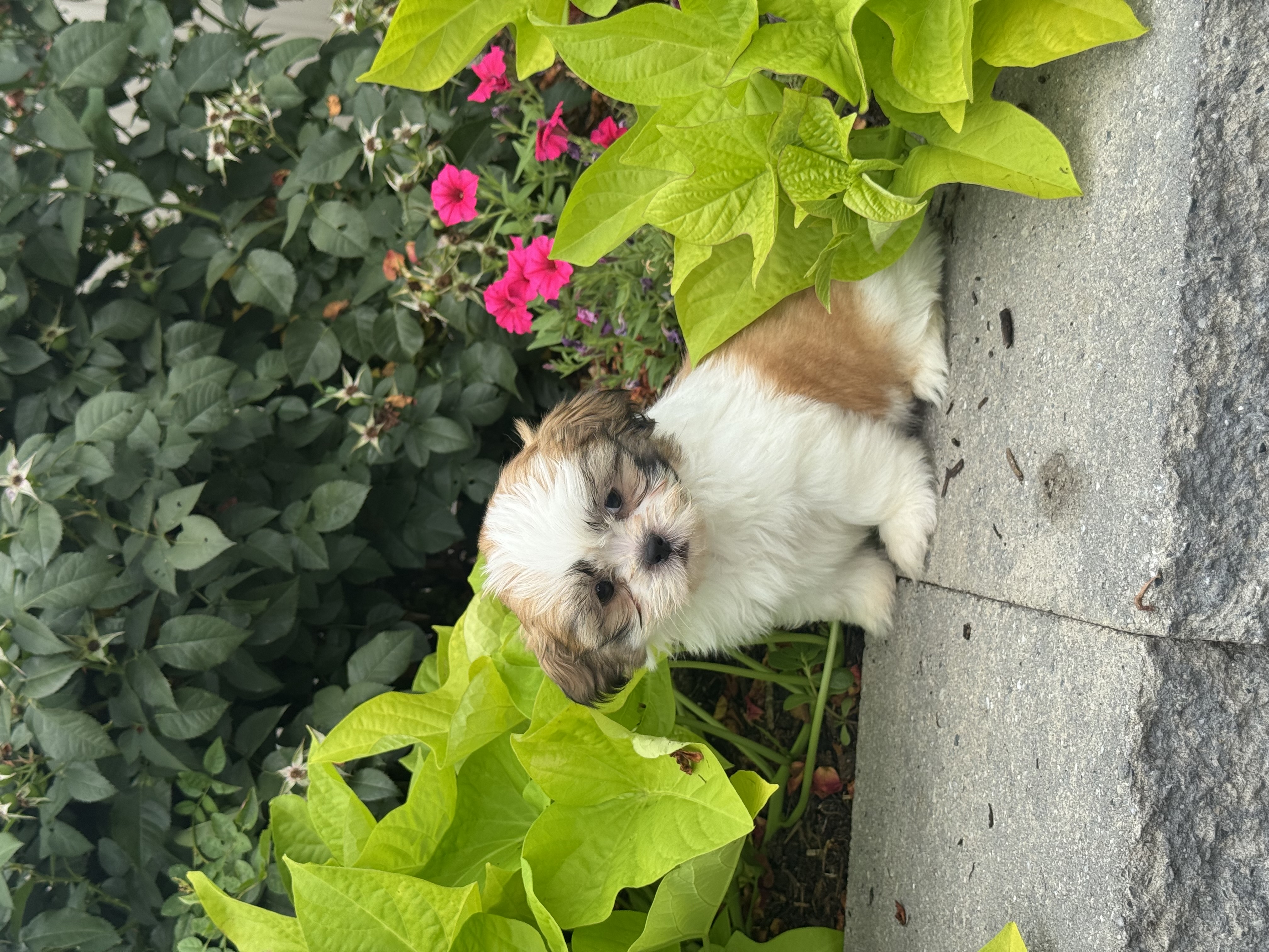 puppy, for, sale, Shih Tzu, Curtis  Martin, dog, breeder, Seneca Falls, NY, dog-breeder, puppy-for-sale, forsale, nearby, find, puppyfind, locator, puppylocator, aca