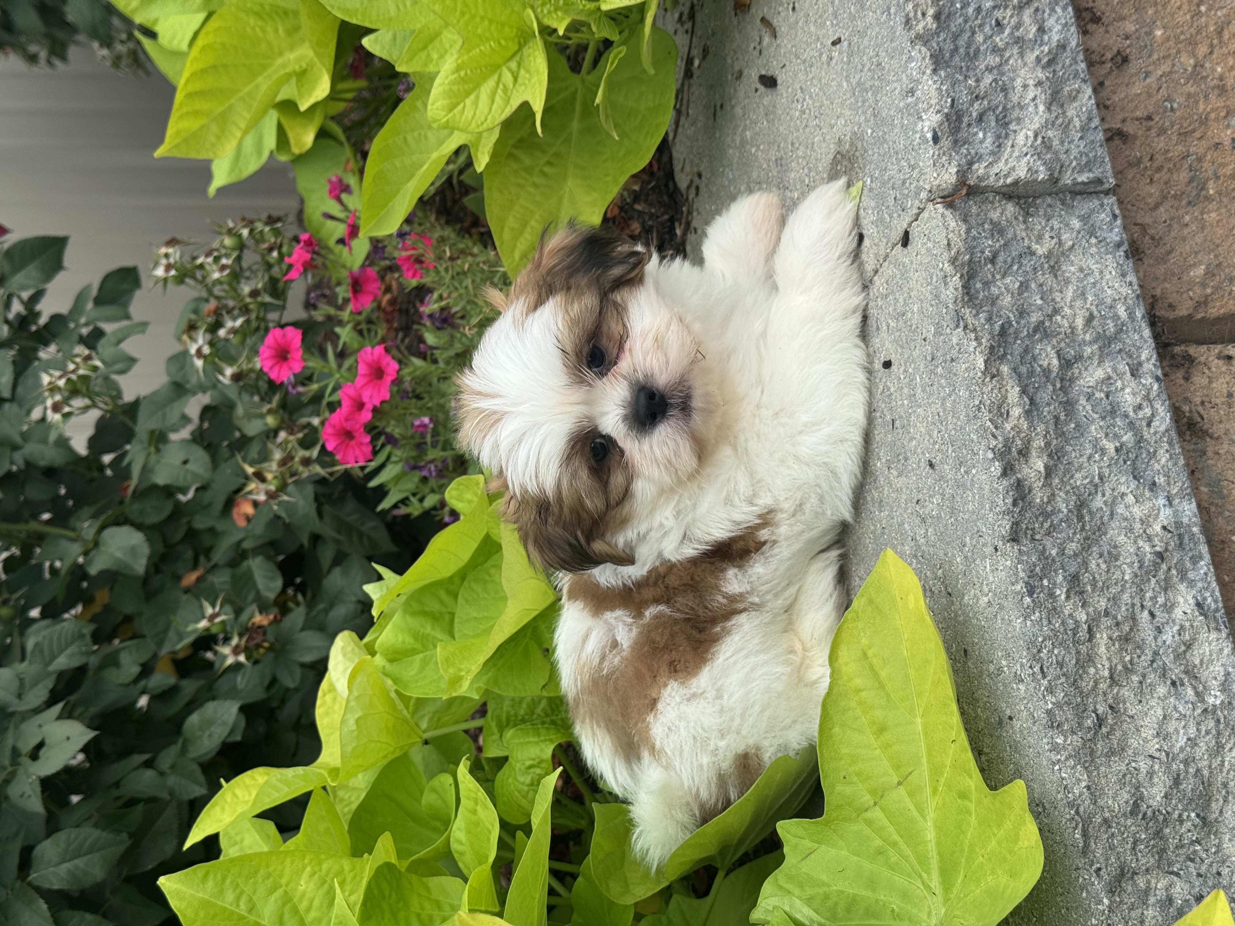 puppy, for, sale, Shih Tzu, Curtis  Martin, dog, breeder, Seneca Falls, NY, dog-breeder, puppy-for-sale, forsale, nearby, find, puppyfind, locator, puppylocator, aca