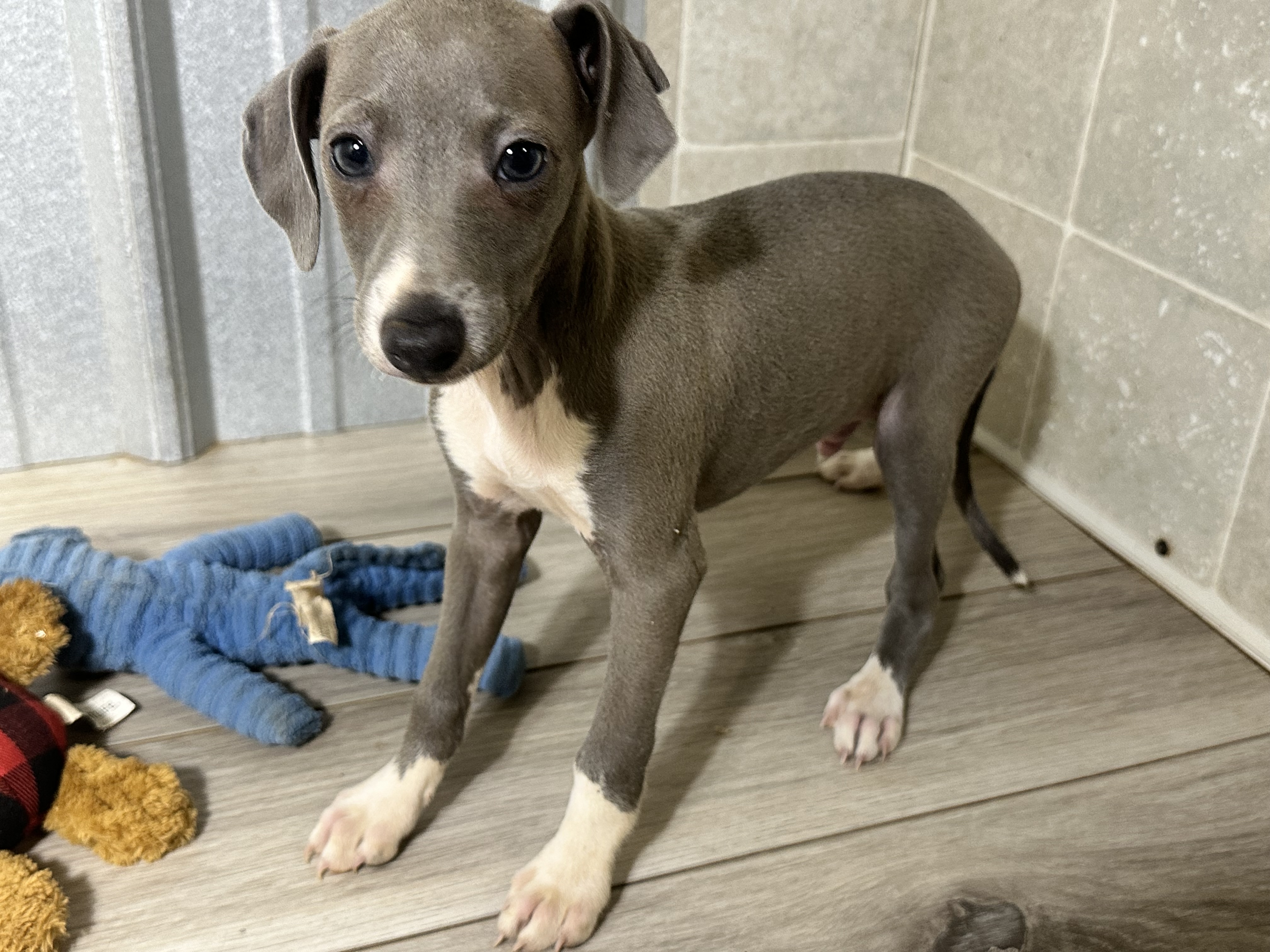 puppy, for, sale, Cocker Spaniel, Curtis  Martin, dog, breeder, Seneca Falls, NY, dog-breeder, puppy-for-sale, forsale, nearby, find, puppyfind, locator, puppylocator, aca