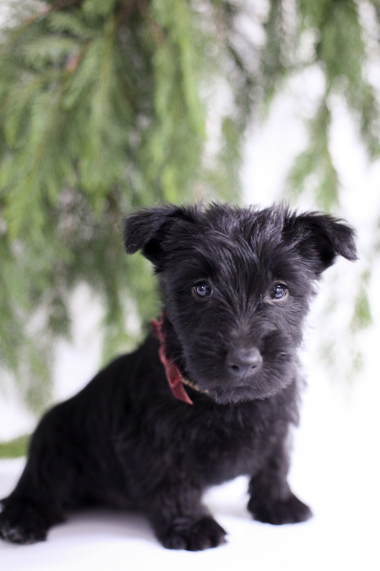puppy, for, sale, Scottish Terrier, Kerek & Marisa  Martin, dog, breeder, Mount Joy, PA, dog-breeder, puppy-for-sale, forsale, nearby, find, puppyfind, locator, puppylocator, aca