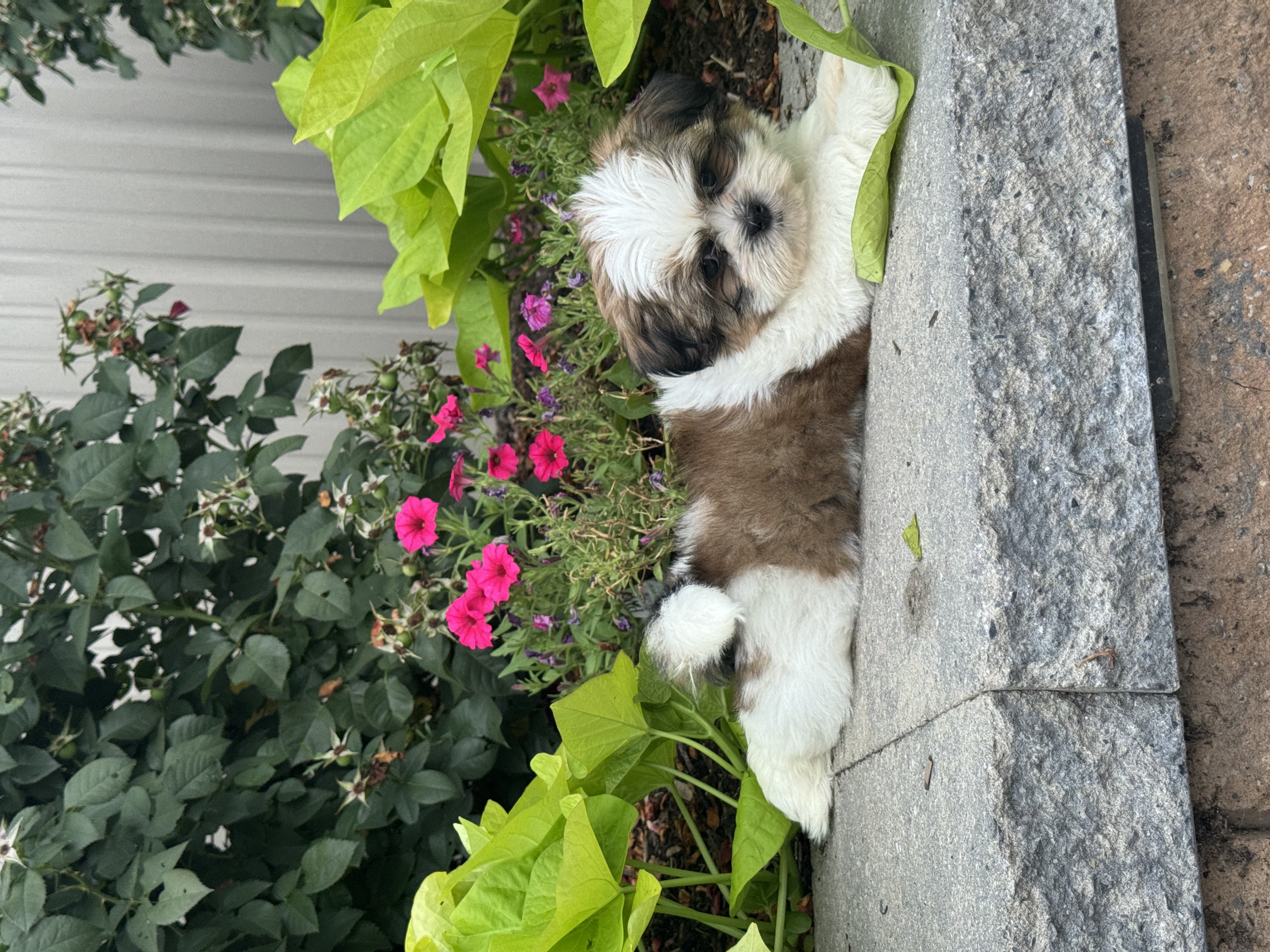 puppy, for, sale, Shih Tzu, Curtis  Martin, dog, breeder, Seneca Falls, NY, dog-breeder, puppy-for-sale, forsale, nearby, find, puppyfind, locator, puppylocator, aca