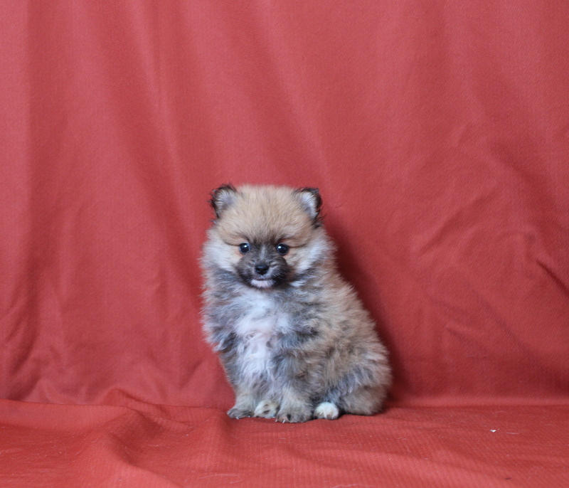 puppy, for, sale, Pomeranian, Matthew B. Stoltzfus, dog, breeder, Gap, PA, dog-breeder, puppy-for-sale, forsale, nearby, find, puppyfind, locator, puppylocator, aca