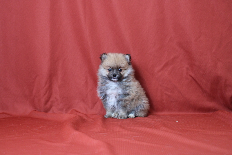 puppy, for, sale, Pomeranian, Matthew B. Stoltzfus, dog, breeder, Gap, PA, dog-breeder, puppy-for-sale, forsale, nearby, find, puppyfind, locator, puppylocator, aca