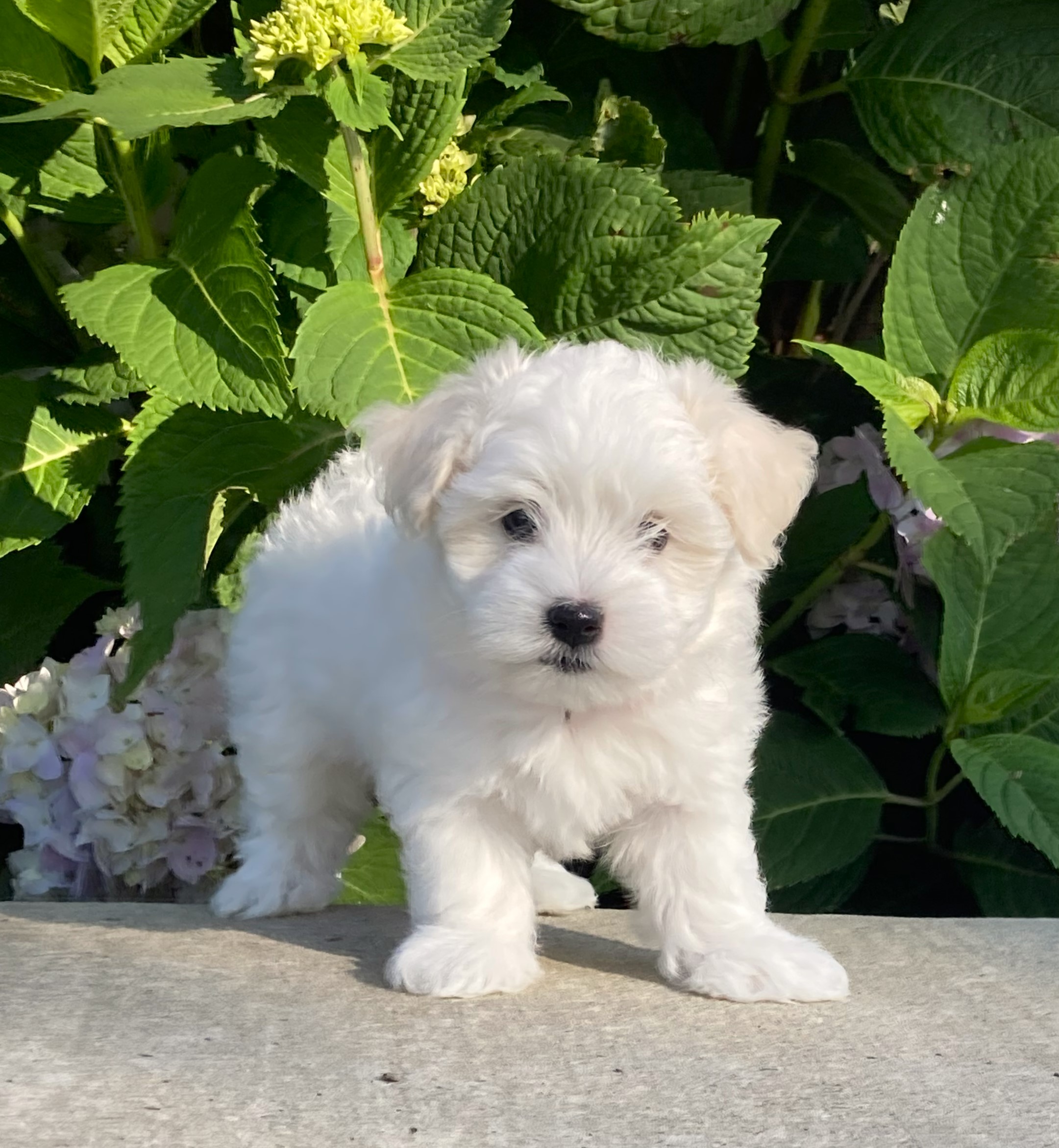 puppy, for, sale, Coton de Tulear,   Little Stream Estates LLC, dog, breeder, Lititz, PA, dog-breeder, puppy-for-sale, forsale, nearby, find, puppyfind, locator, puppylocator, aca