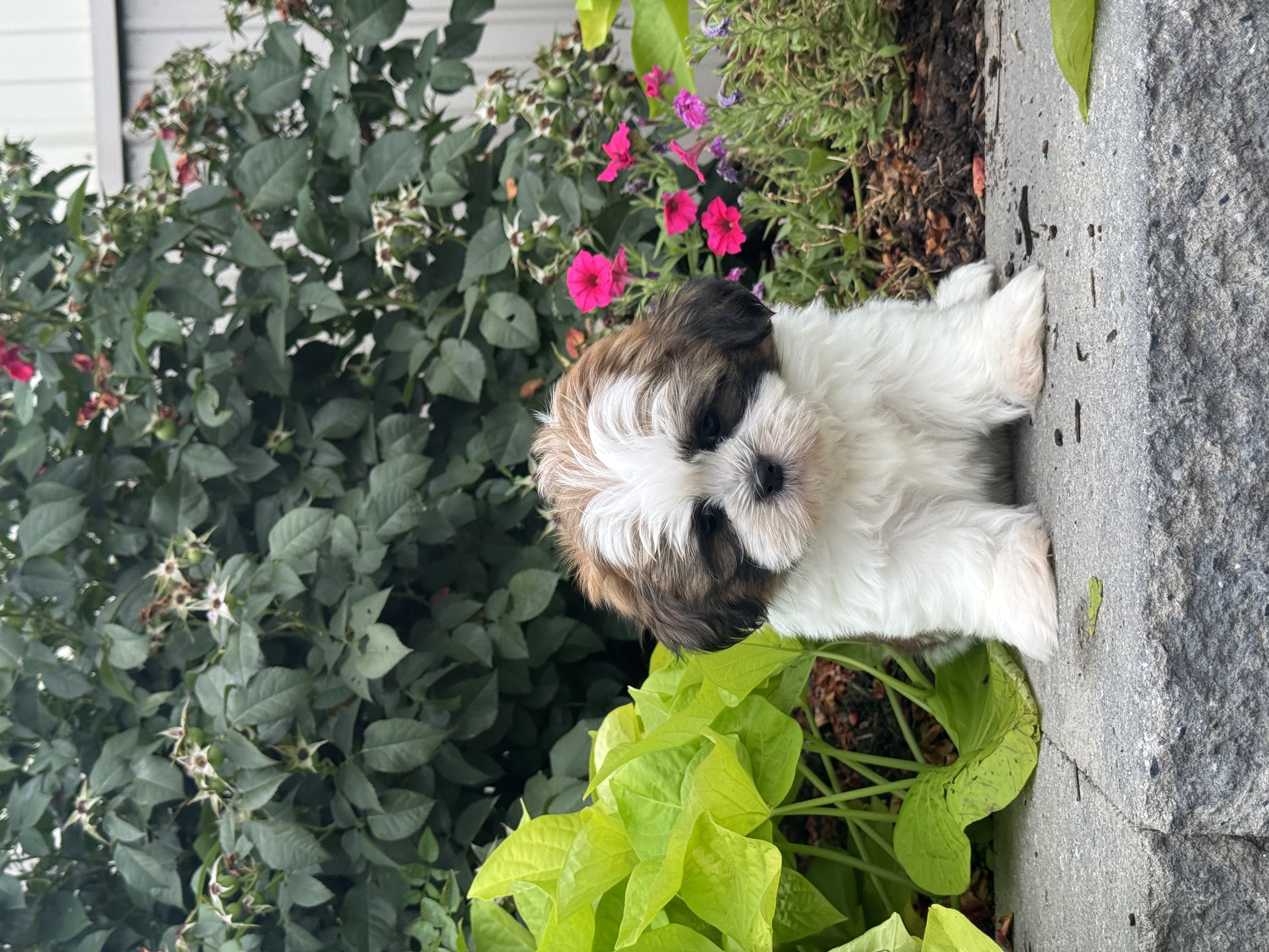 puppy, for, sale, Shih Tzu, Curtis  Martin, dog, breeder, Seneca Falls, NY, dog-breeder, puppy-for-sale, forsale, nearby, find, puppyfind, locator, puppylocator, aca