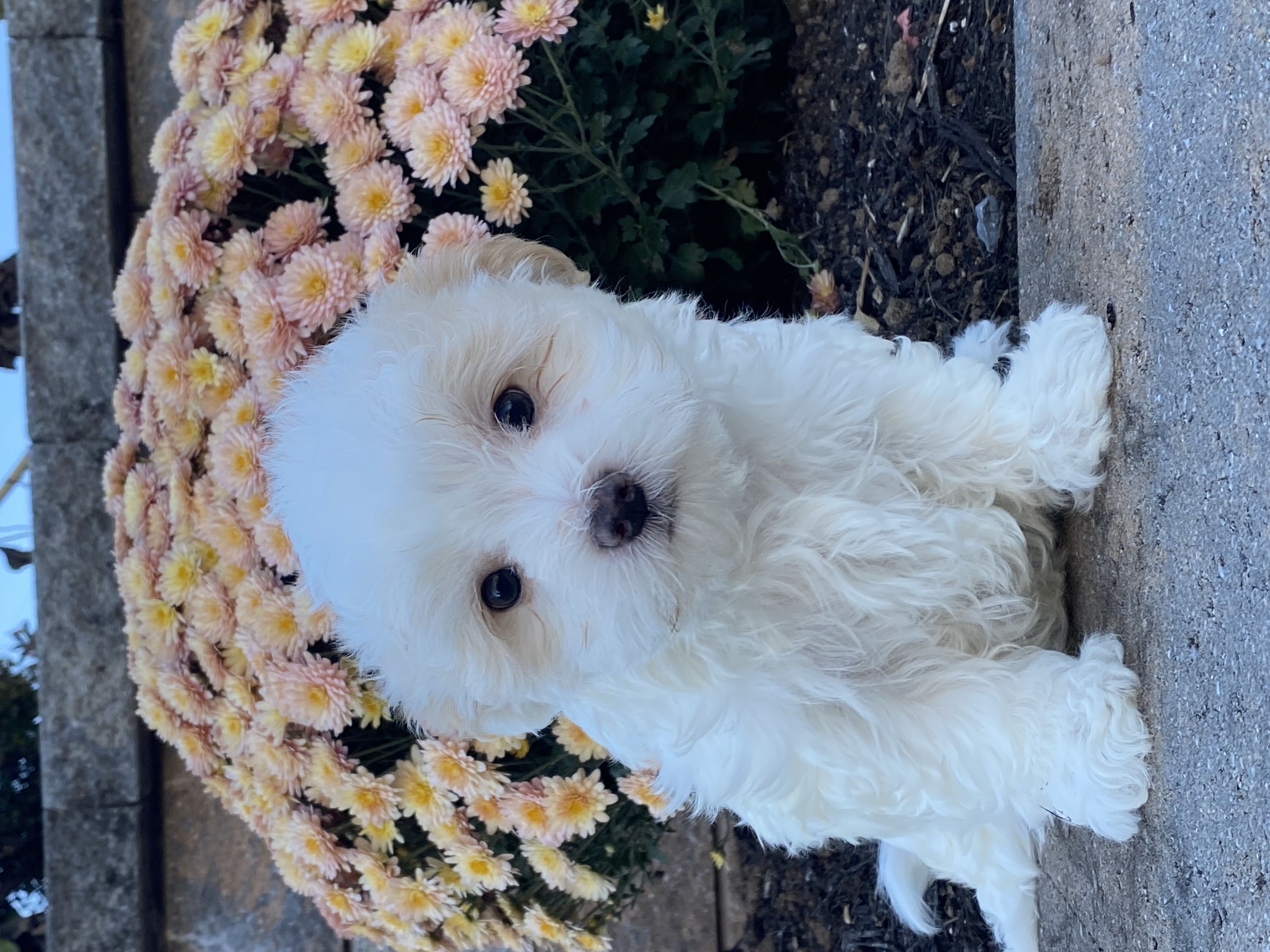 puppy, for, sale, Havanese, Curtis  Martin, dog, breeder, Seneca Falls, NY, dog-breeder, puppy-for-sale, forsale, nearby, find, puppyfind, locator, puppylocator, aca