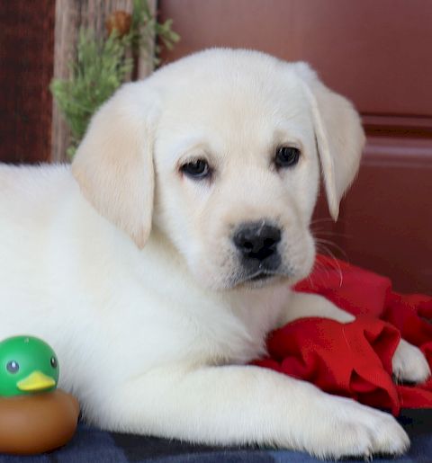 puppy, for, sale, Labrador Retriever, Leon M Martin, dog, breeder, Denver, PA, dog-breeder, puppy-for-sale, forsale, nearby, find, puppyfind, locator, puppylocator, aca