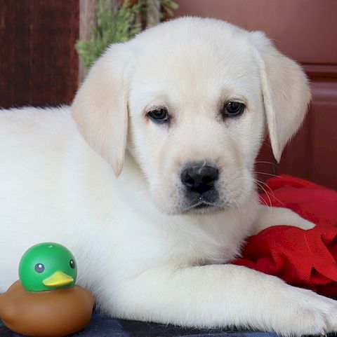 puppy, for, sale, Labrador Retriever, Leon M Martin, dog, breeder, Denver, PA, dog-breeder, puppy-for-sale, forsale, nearby, find, puppyfind, locator, puppylocator, aca