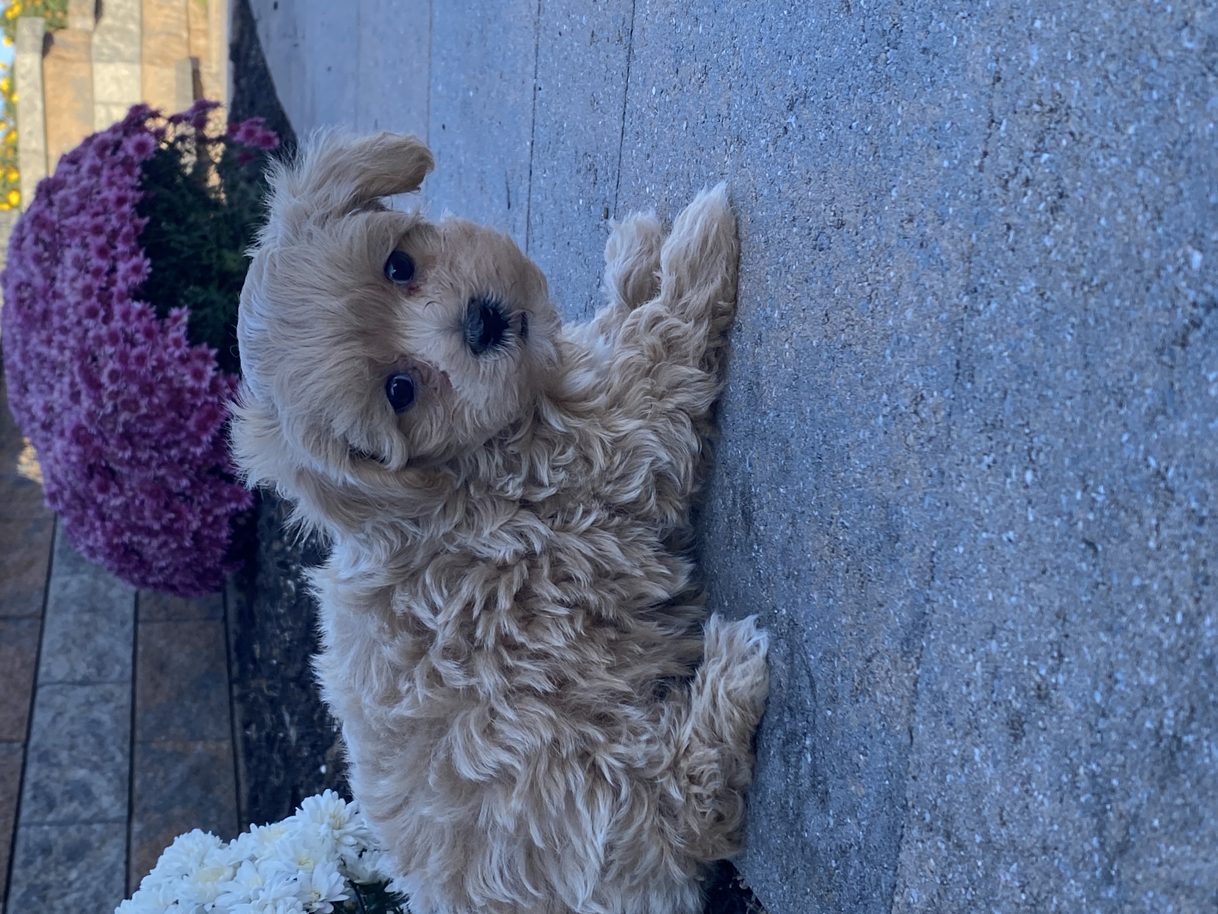 puppy, for, sale, Malti -Poo, Curtis  Martin, dog, breeder, Seneca Falls, NY, dog-breeder, puppy-for-sale, forsale, nearby, find, puppyfind, locator, puppylocator, aca