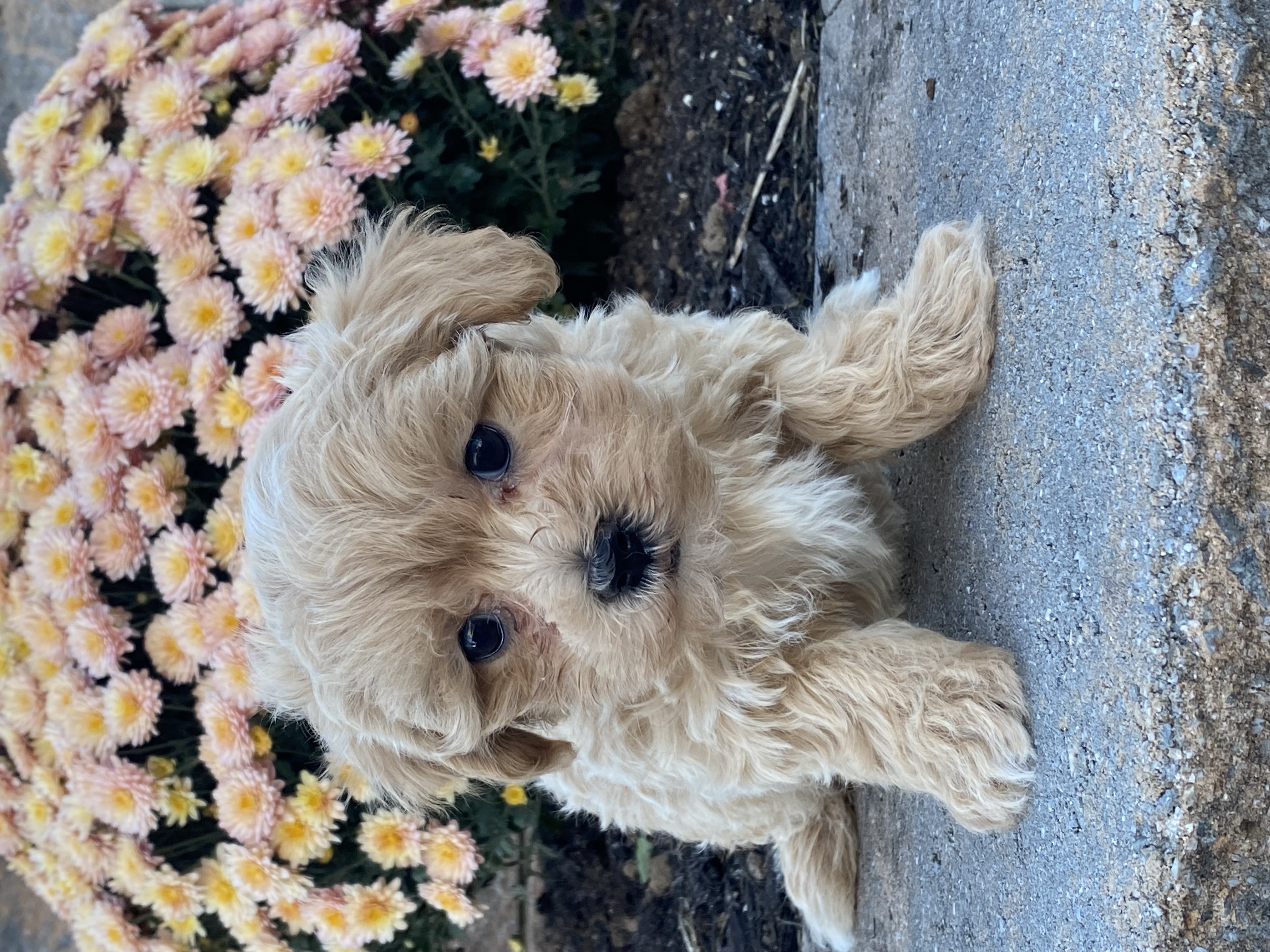 puppy, for, sale, Malti -Poo, Curtis  Martin, dog, breeder, Seneca Falls, NY, dog-breeder, puppy-for-sale, forsale, nearby, find, puppyfind, locator, puppylocator, aca