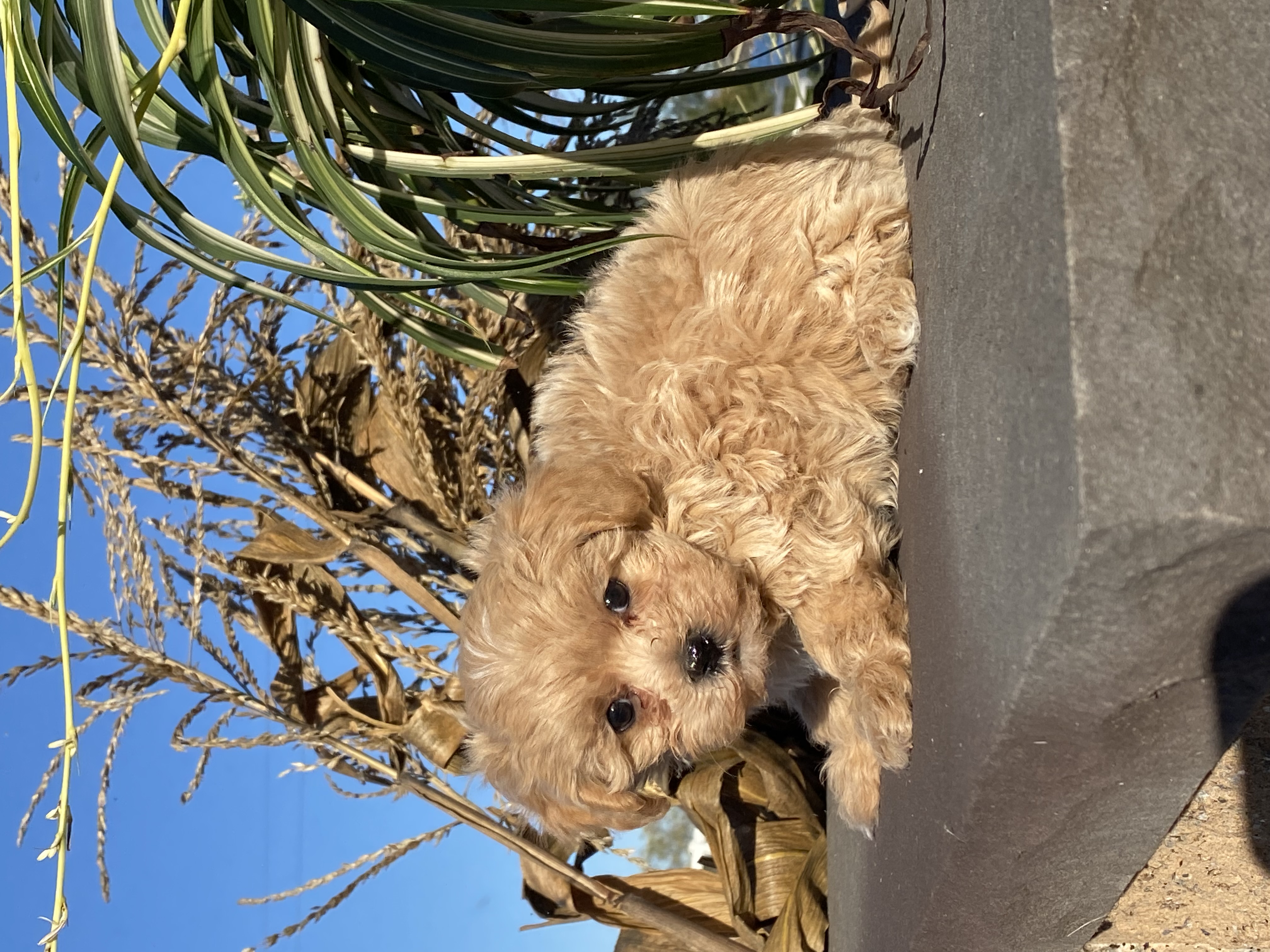 puppy, for, sale, Malti -Poo, Curtis  Martin, dog, breeder, Seneca Falls, NY, dog-breeder, puppy-for-sale, forsale, nearby, find, puppyfind, locator, puppylocator, aca