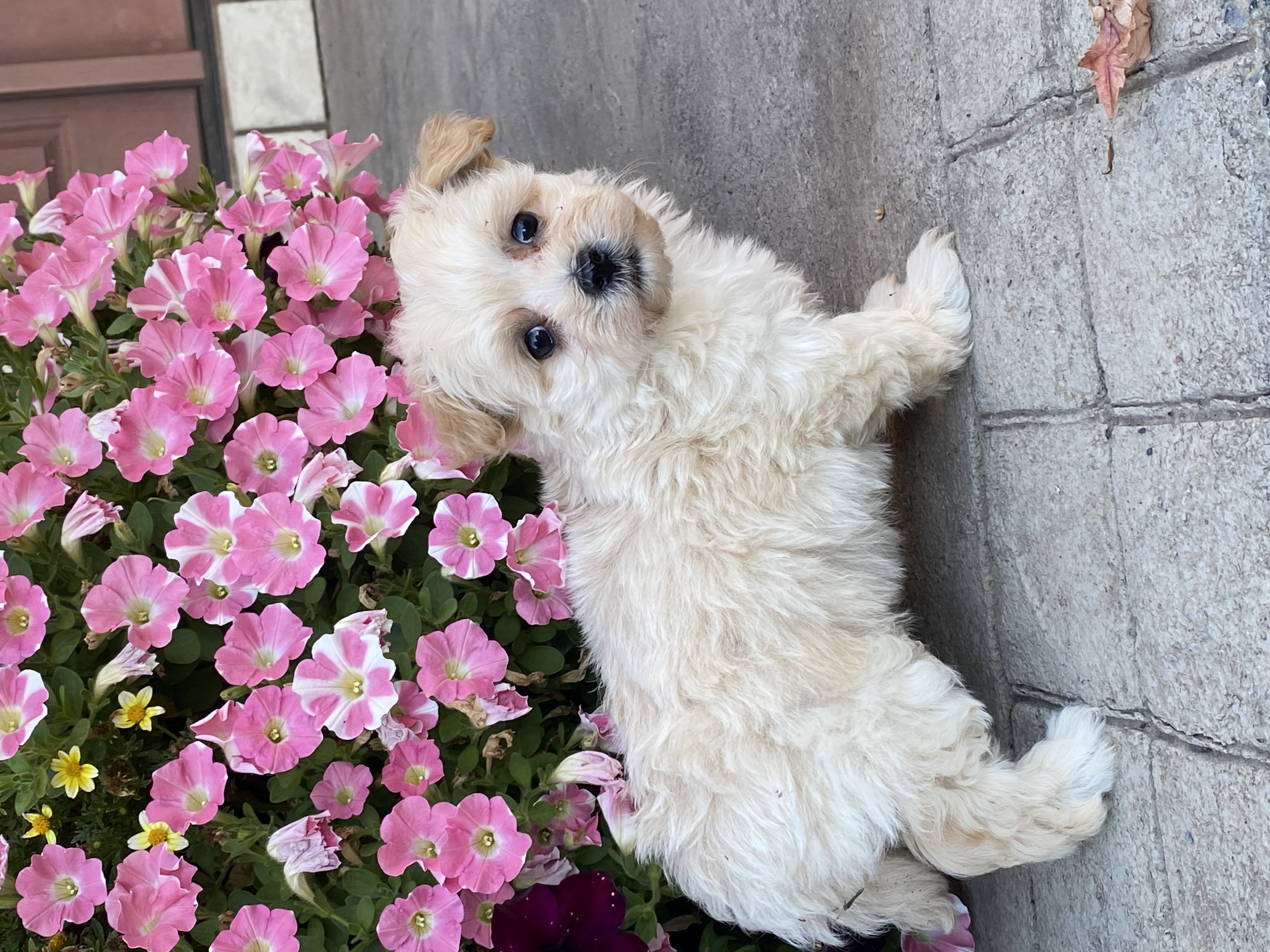 puppy, for, sale, Malti -Poo, Curtis  Martin, dog, breeder, Seneca Falls, NY, dog-breeder, puppy-for-sale, forsale, nearby, find, puppyfind, locator, puppylocator, aca